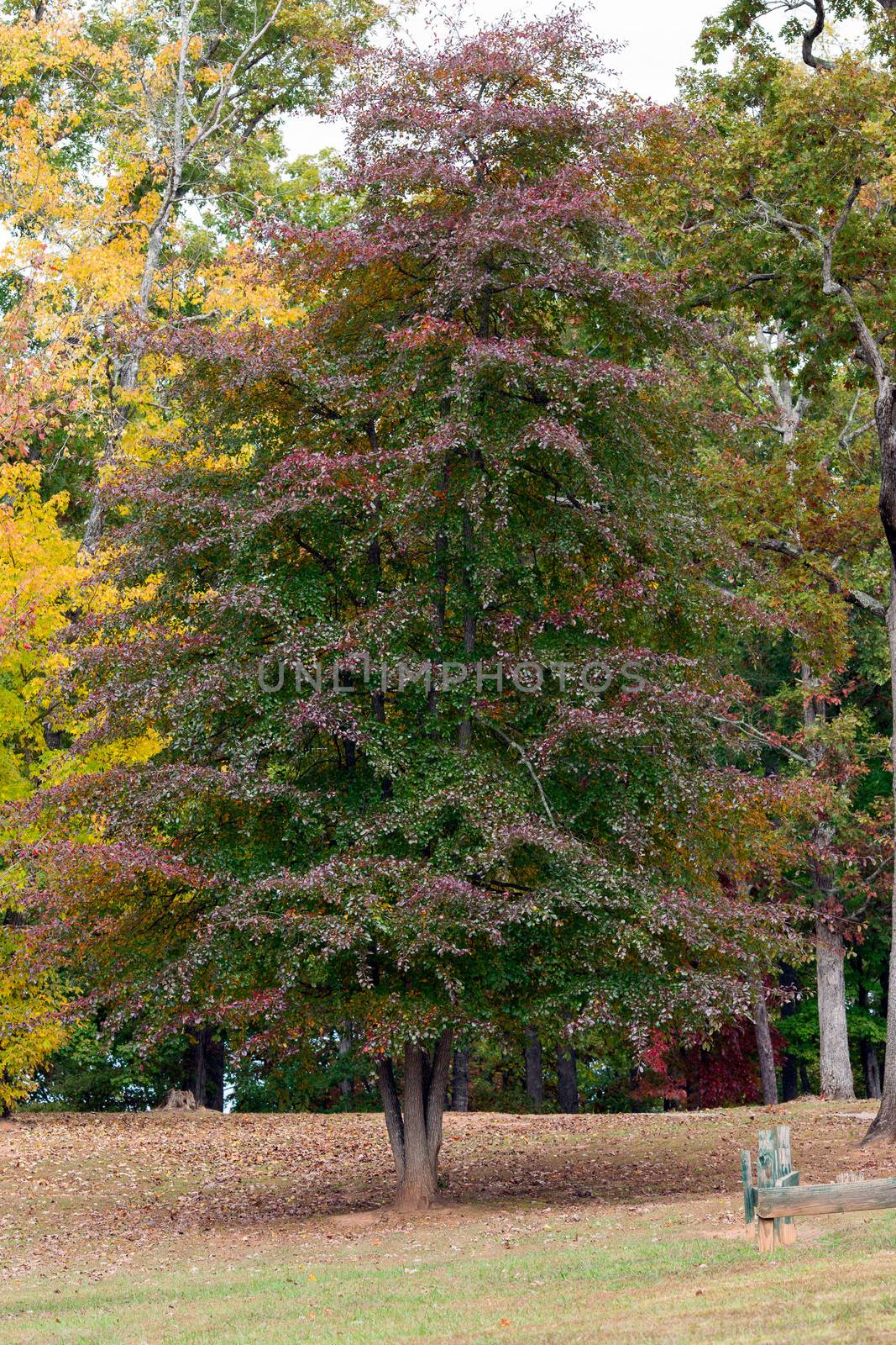 This tree is changing colors at Chatuge Park Reservoir in North Carolina.