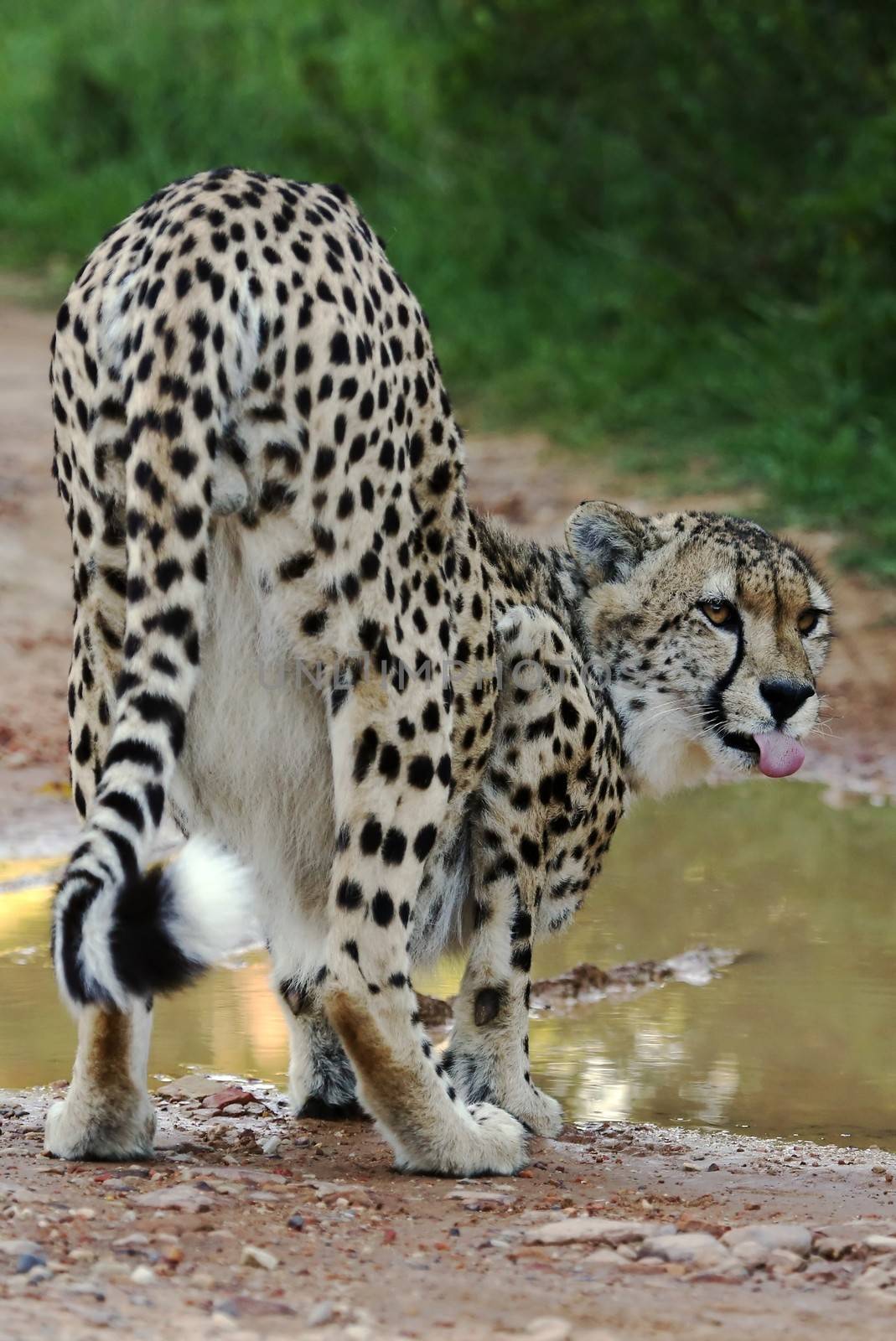 Cheetah wild cat with tongue sticking out and drinking water