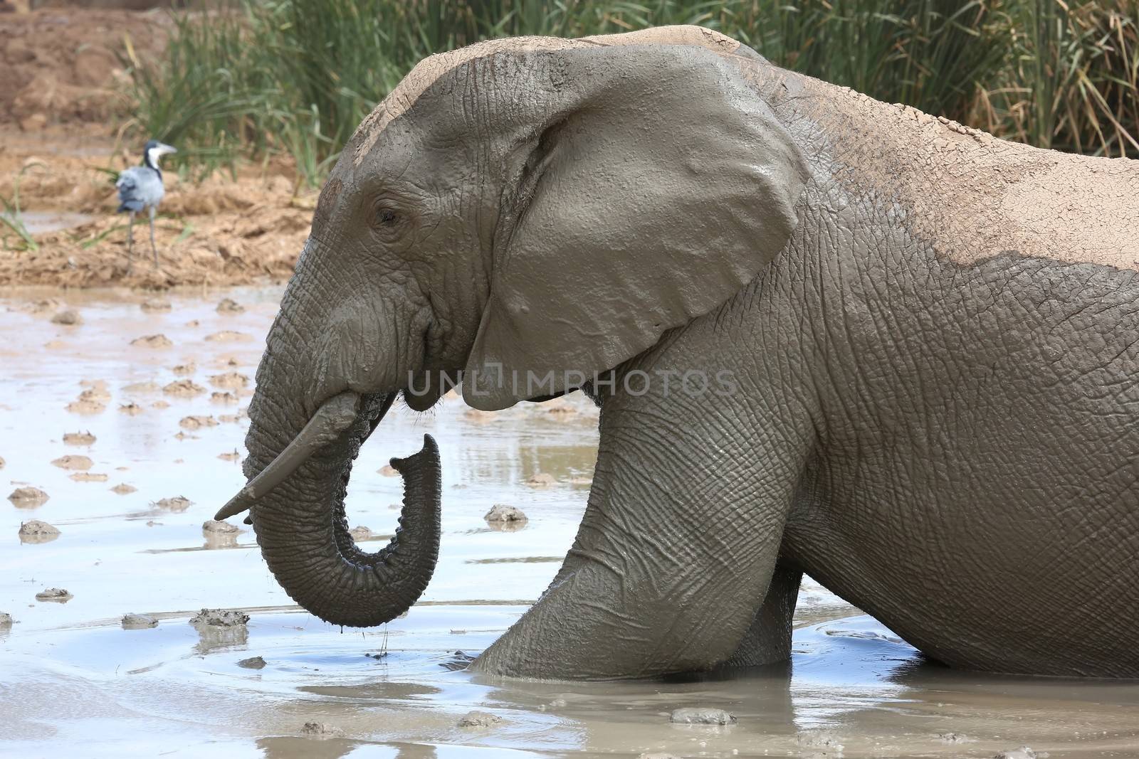 African elephant cooling off in muddy water
