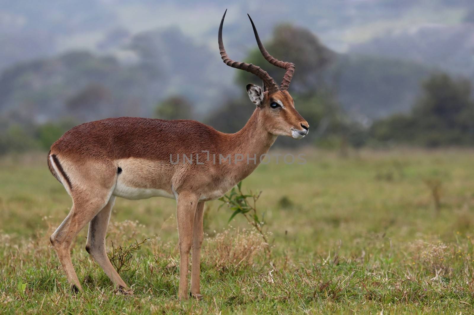 Impala Antelope Ram by fouroaks