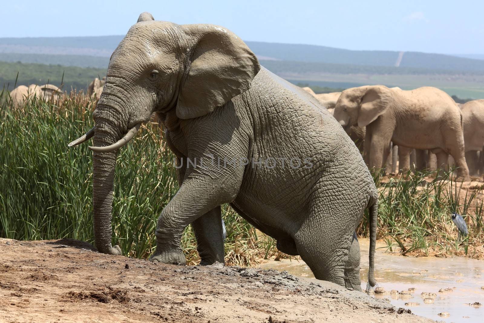 Elephant Climbing out of Mud Bath by fouroaks