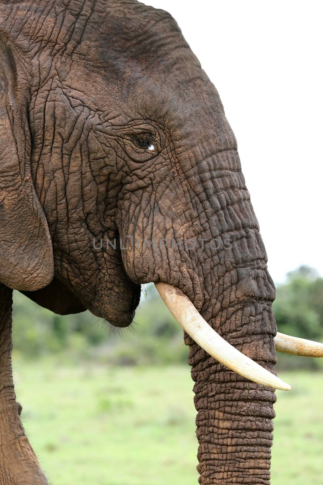 Profile of an African elephant with white tusks