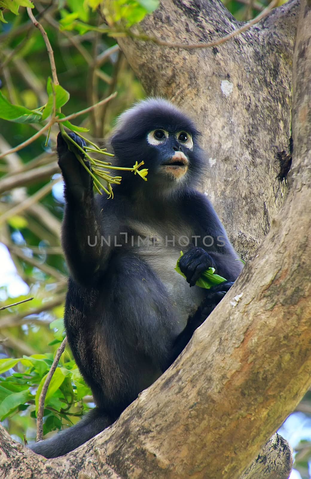 Spectacled langur sitting in a tree, Wua Talap island, Ang Thong National Marine Park, Thailand