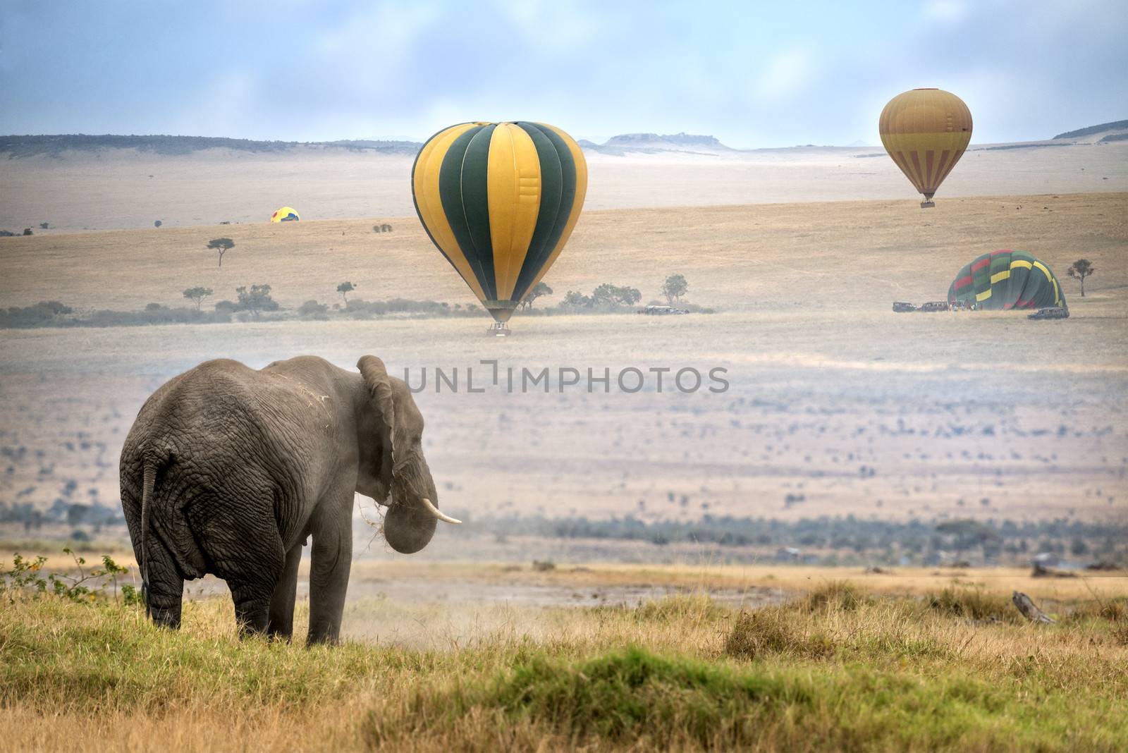  African  Elephant by snafu