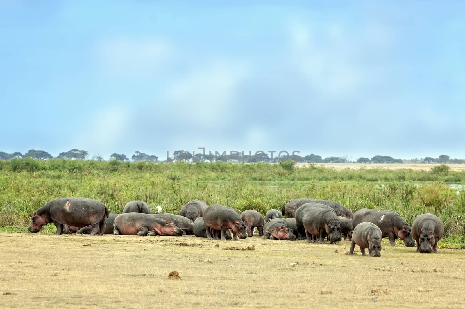 Large herd of hippo (Hippopotamus amphibius kiboko) out of water, Amboseli National Park, Kenya