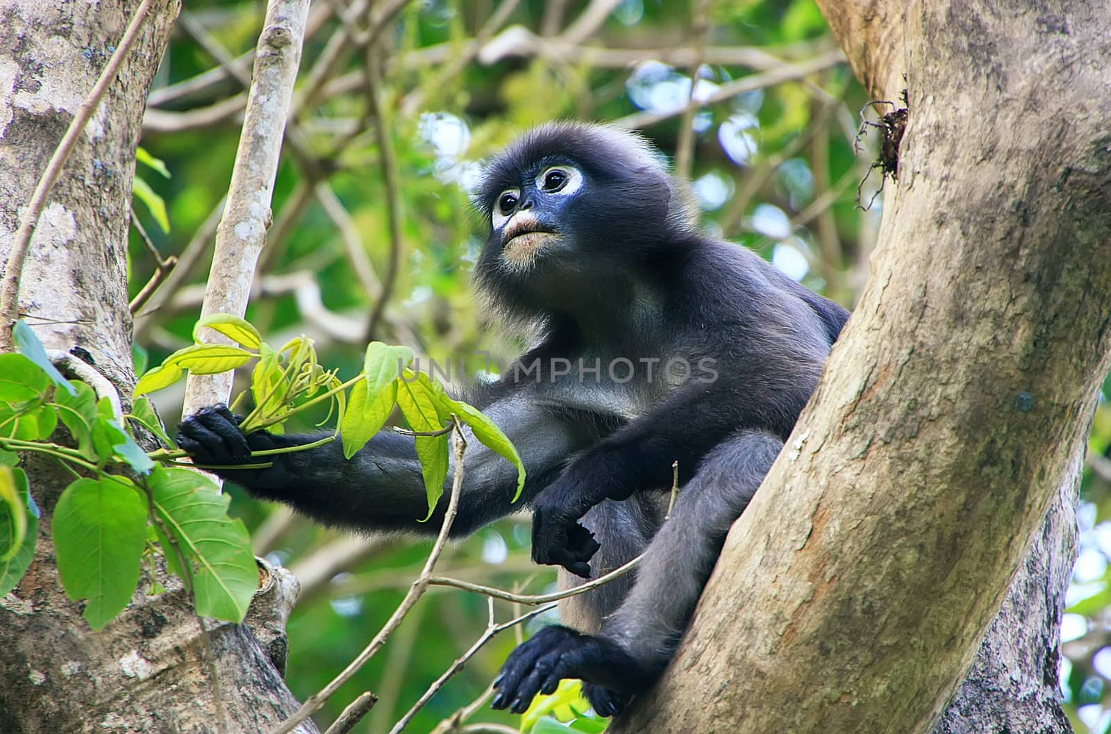 Spectacled langur sitting in a tree, Wua Talap island, Ang Thong National Marine Park, Thailand