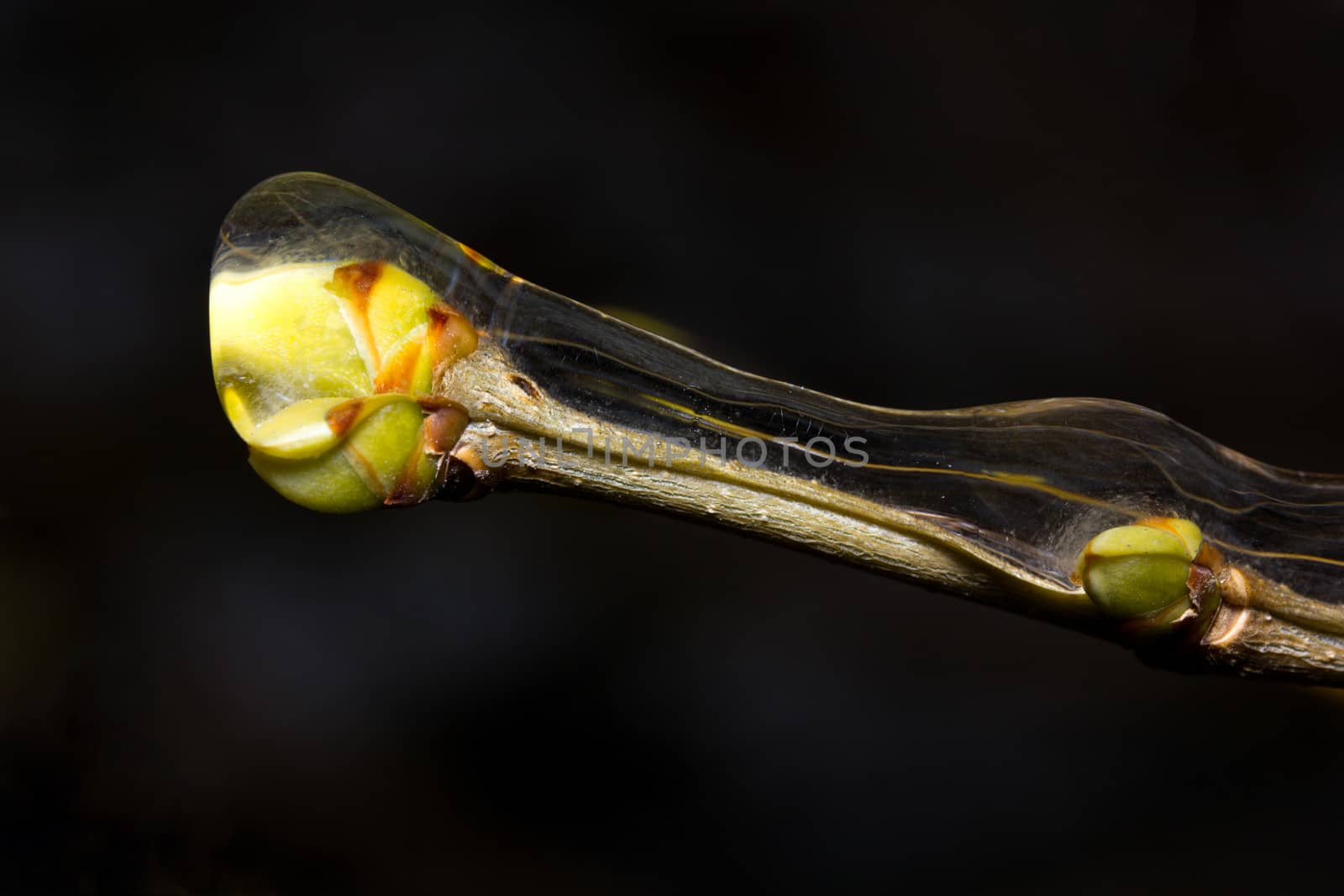 Frozen bud of syringa in early spring