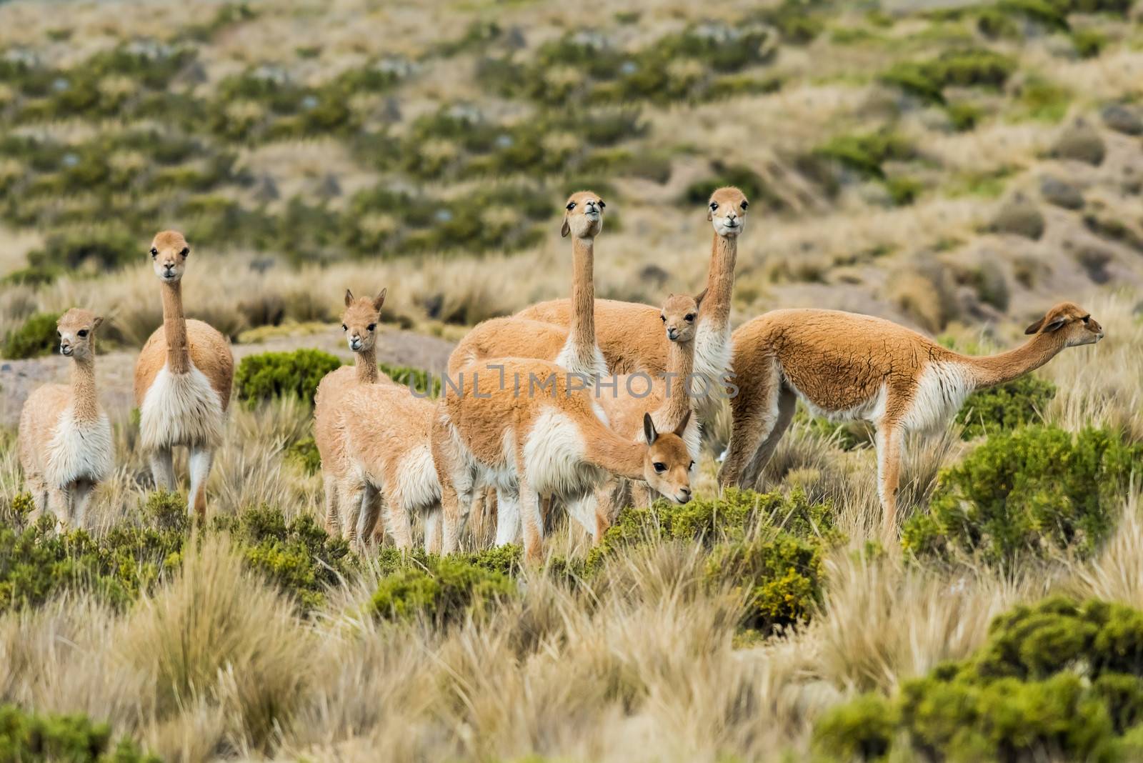 Vicunas in the peruvian Andes Arequipa Peru by PIXSTILL