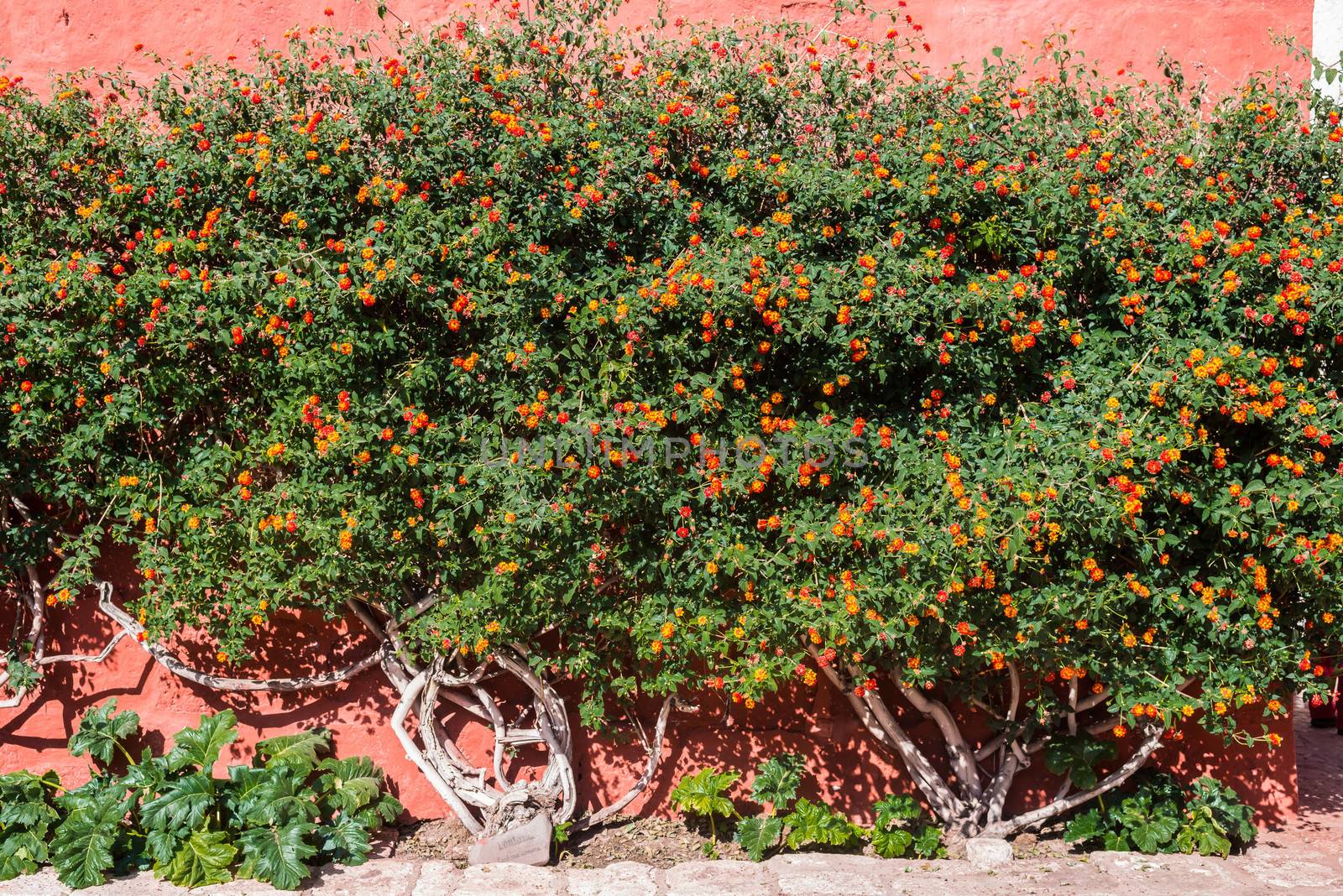 Lantana bush inside Santa Catalina monastery in the peruvian Andes at Arequipa Peru
