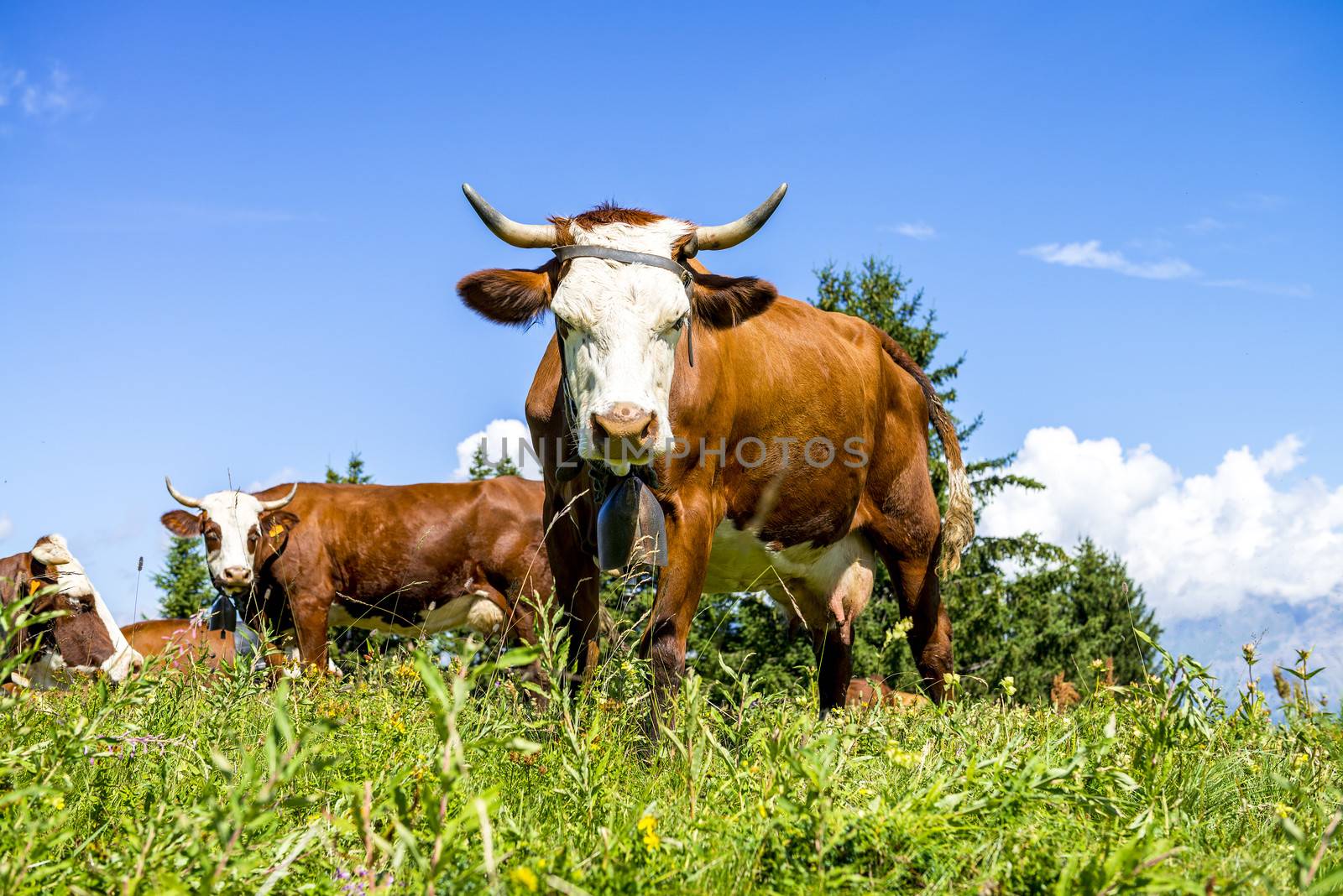 Cow, farm animal in the french alps, Abondance race cow, savy, beaufort sur Doron