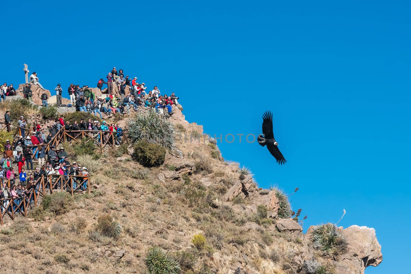 Arequipa, Peru - July 30, 2013: tourists watching condors in the Colca Canyon at Arequipa Peru on july 30th, 2013