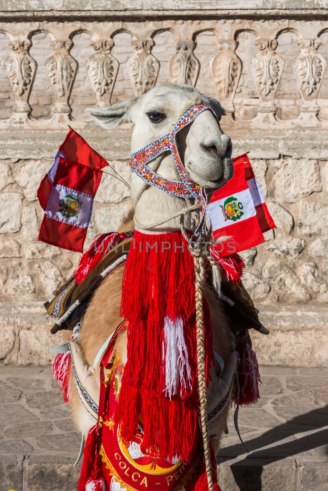 Llama with peruvian flags in the peruvian Andes at Arequipa Peru