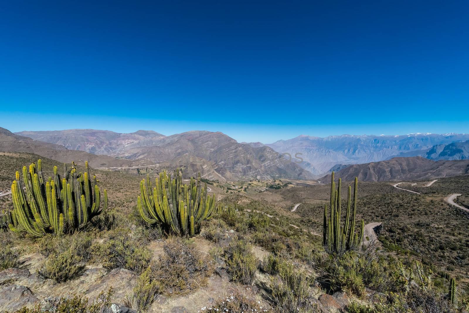 cactus in the peruvian Andes at Arequipa Peru