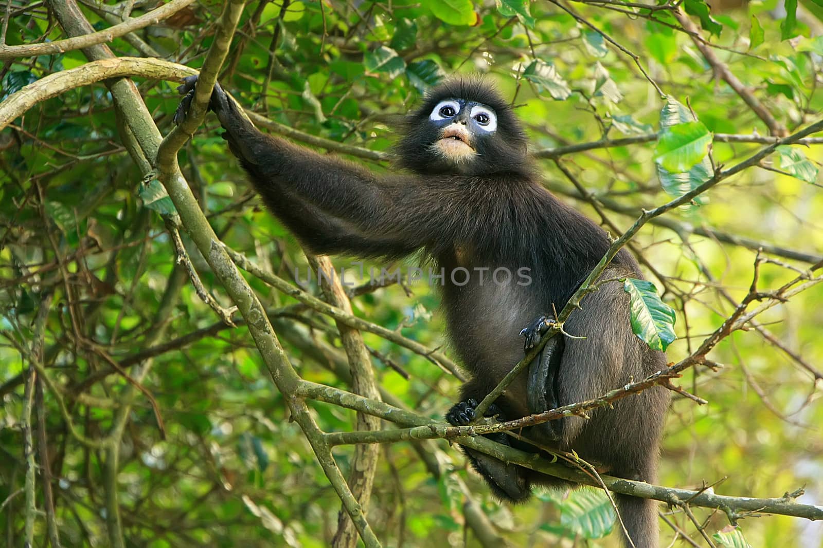 Spectacled langur sitting in a tree, Wua Talap island, Ang Thong National Marine Park, Thailand