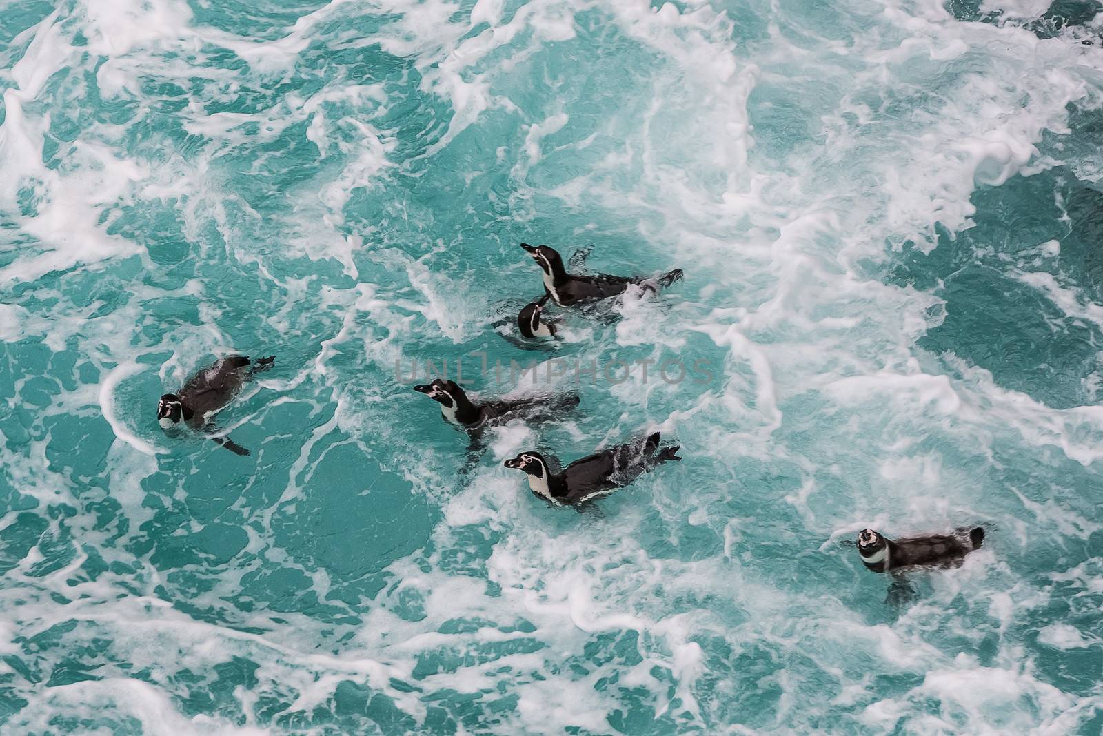 Humboldt penguins swimming in the peruvian coast at Ica Peru by PIXSTILL
