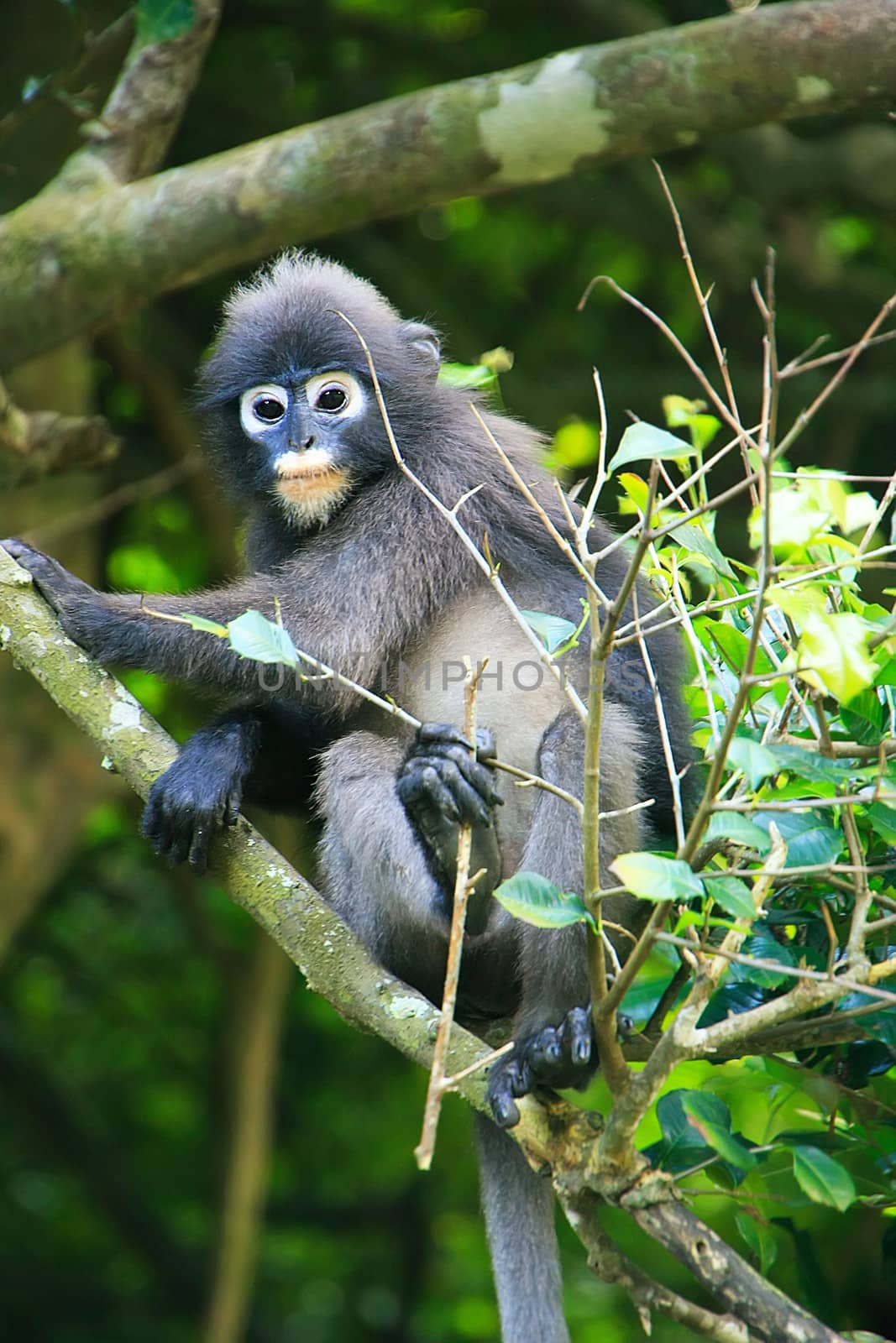 Spectacled langur sitting in a tree, Wua Talap island, Ang Thong National Marine Park, Thailand