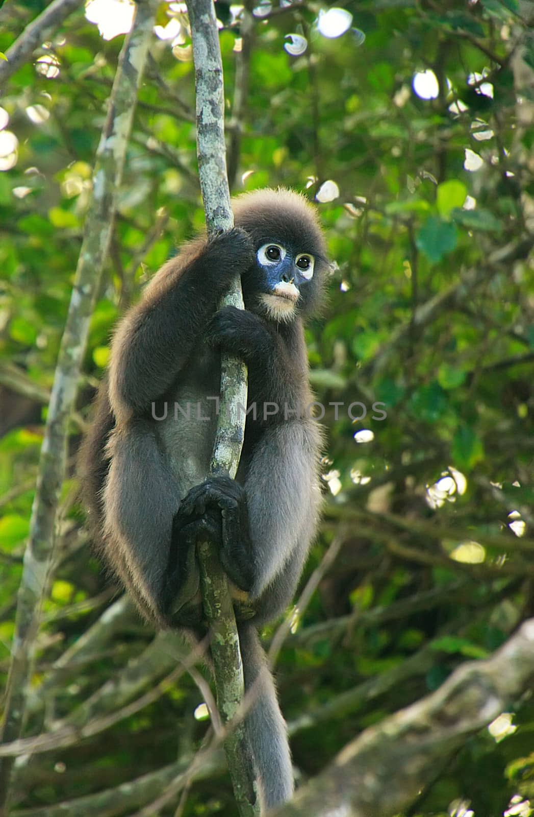 Spectacled langur sitting in a tree, Wua Talap island, Ang Thong National Marine Park, Thailand