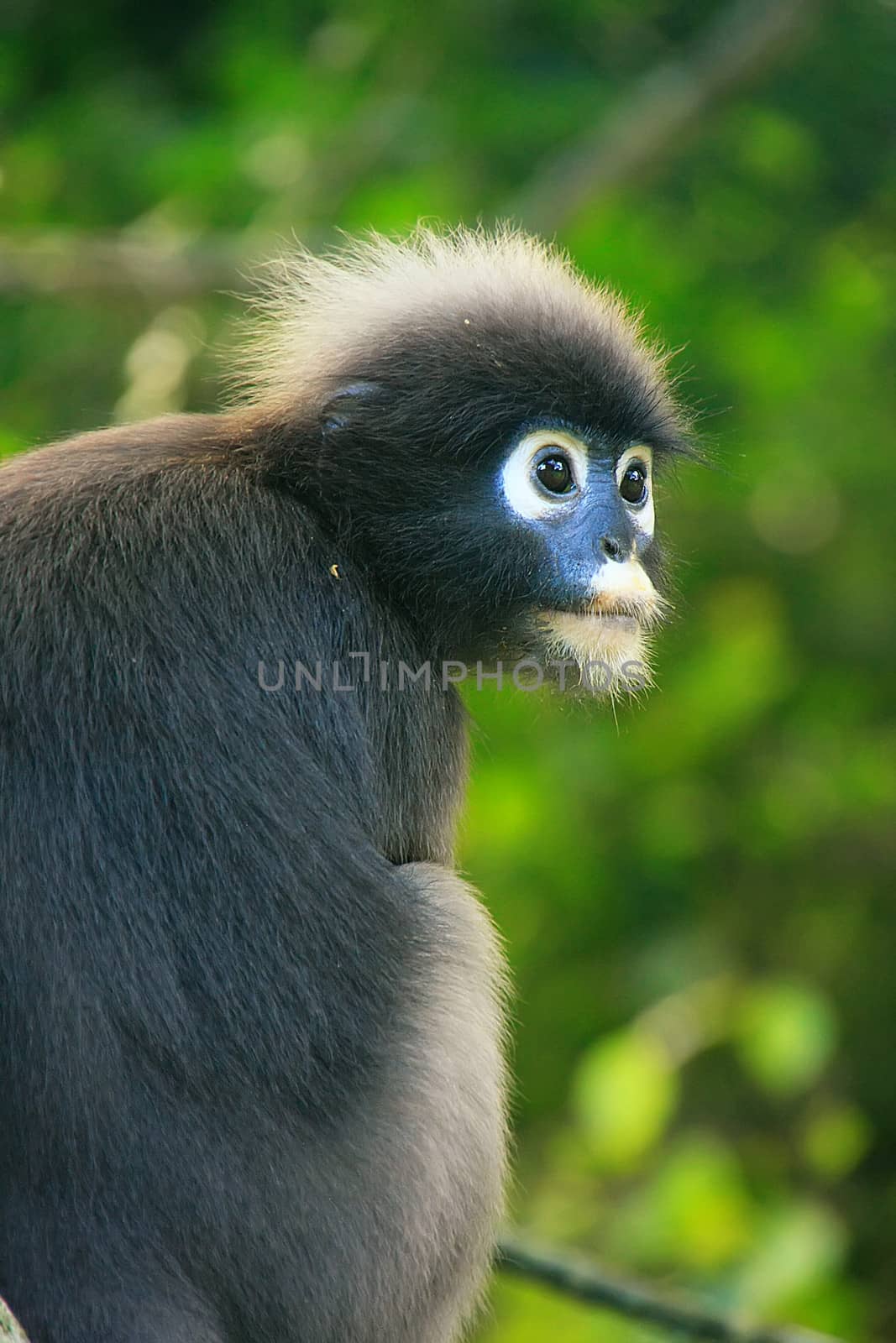 Spectacled langur sitting in a tree, Wua Talap island, Ang Thong National Marine Park, Thailand