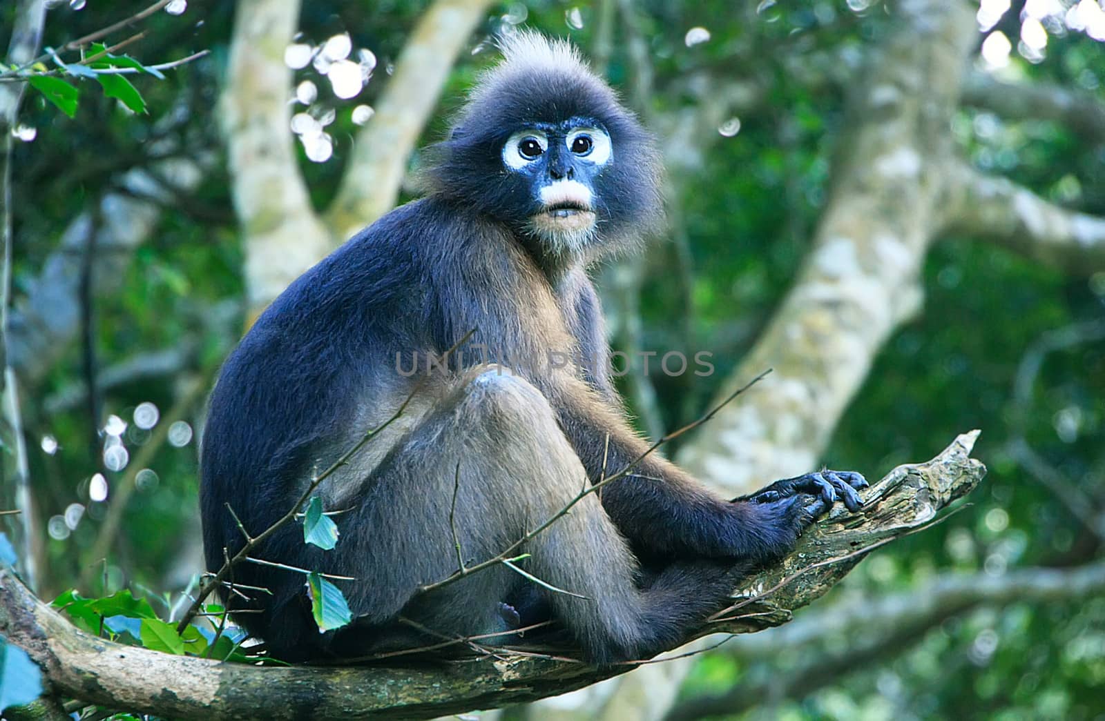 Spectacled langur sitting in a tree, Wua Talap island, Ang Thong National Marine Park, Thailand