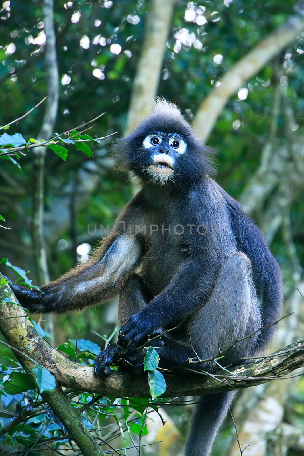 Spectacled langur sitting in a tree, Wua Talap island, Ang Thong National Marine Park, Thailand