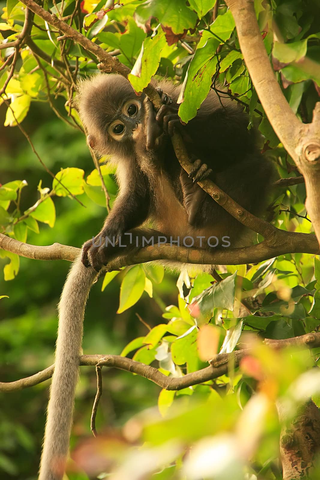 Young Spectacled langur sitting in a tree, Ang Thong National Ma by donya_nedomam