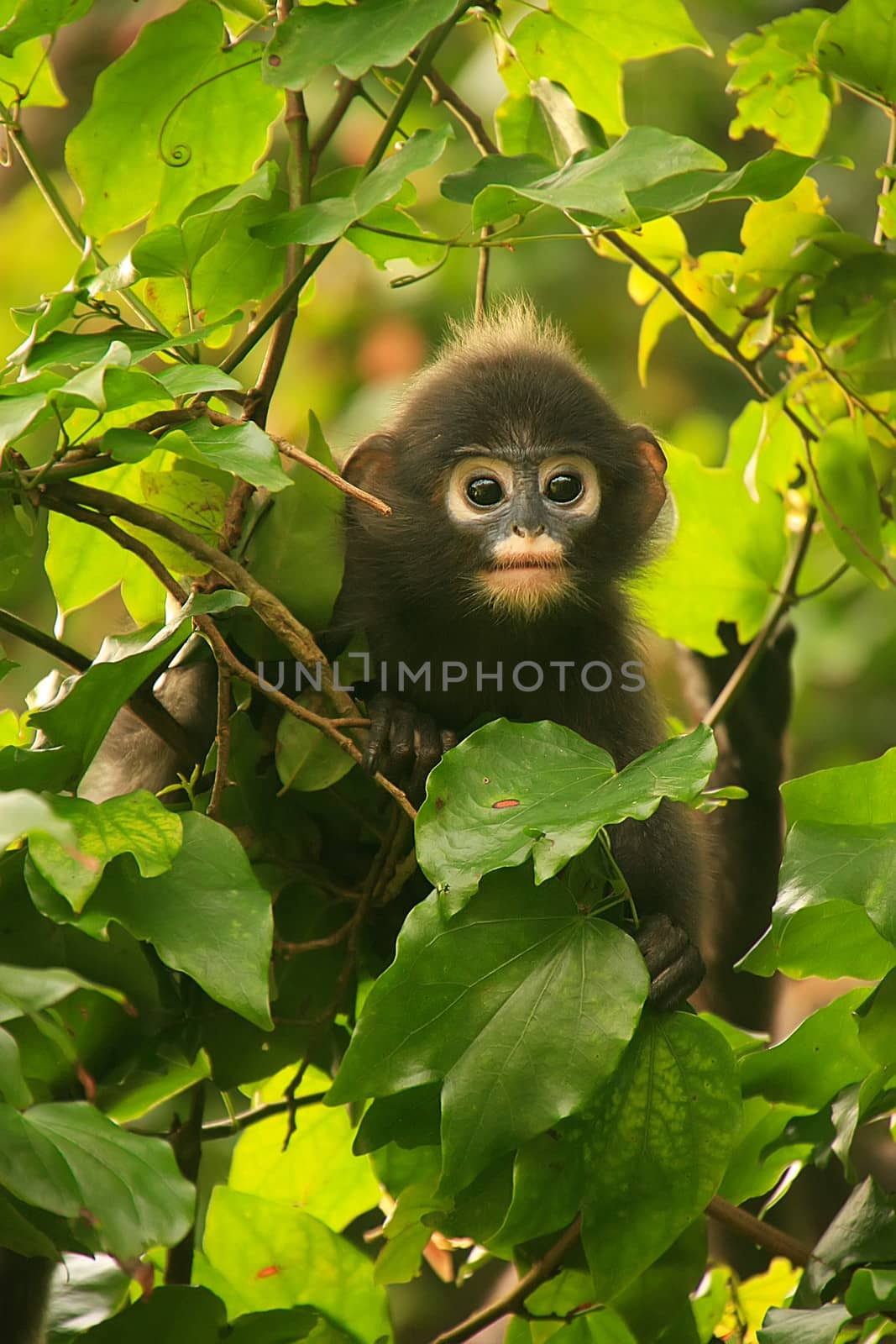 Young Spectacled langur sitting in a tree, Wua Talap island, Ang Thong National Marine Park, Thailand