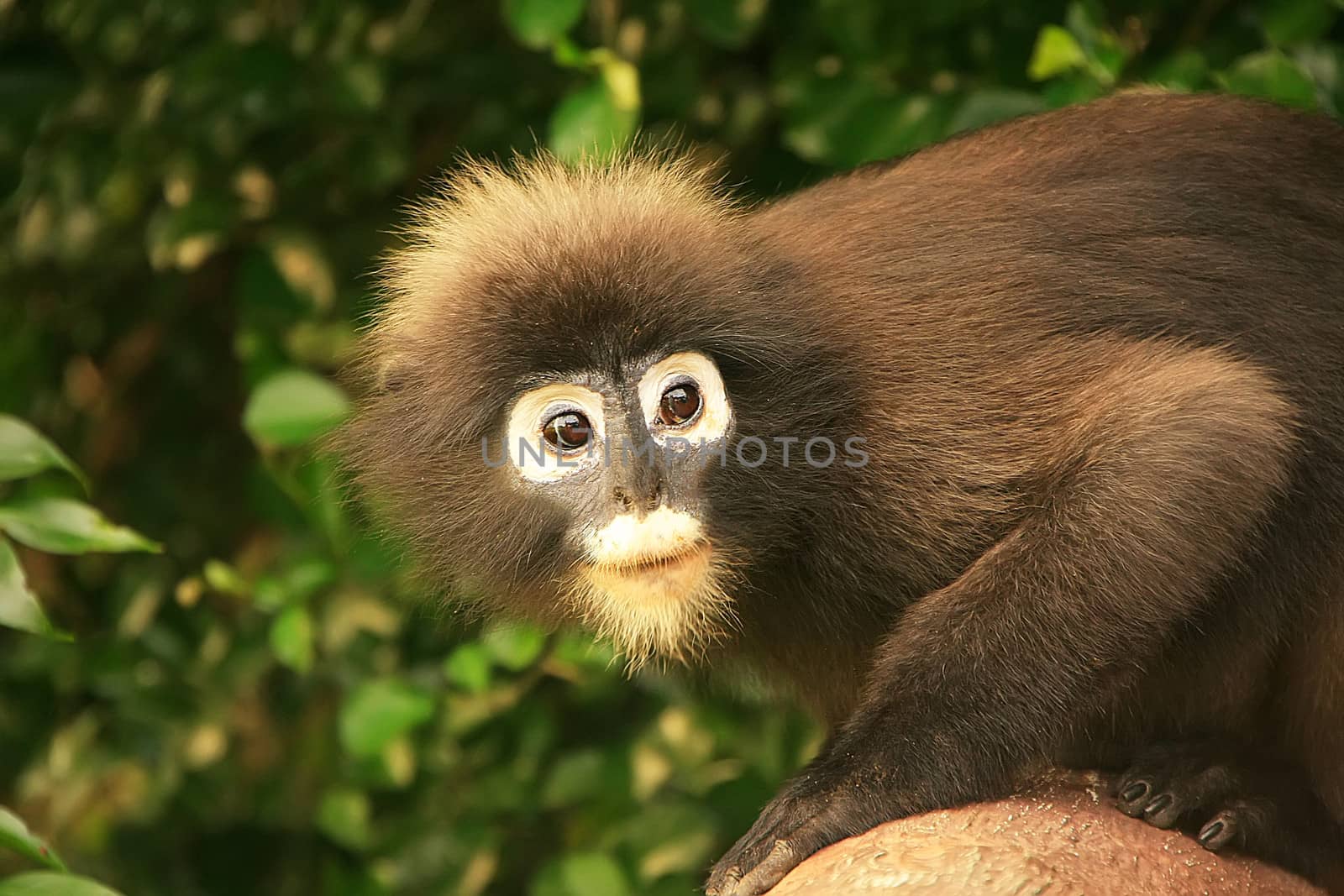 Portrait of Spectacled langur, Wua Talap island, Ang Thong National Marine Park, Thailand