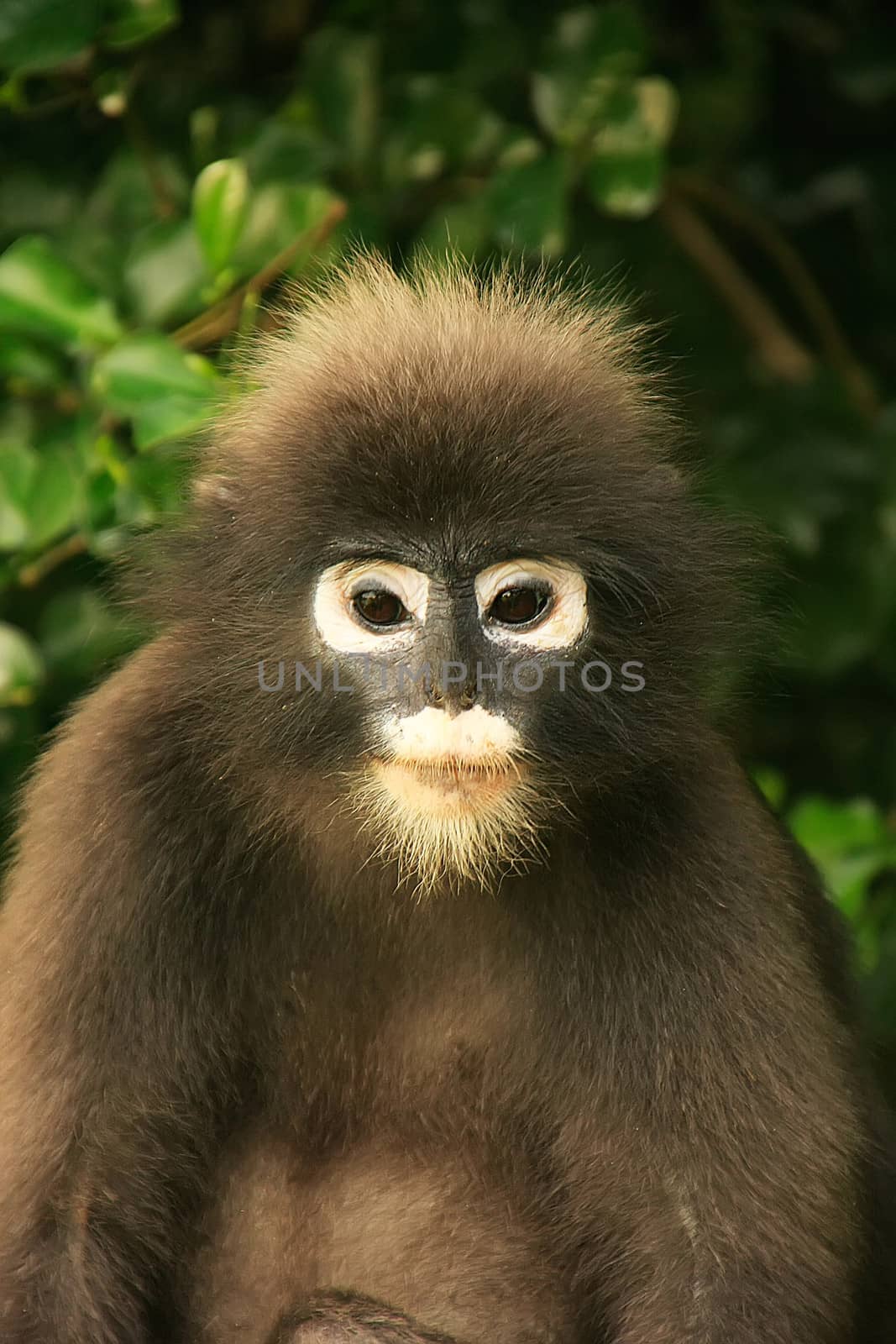 Portrait of Spectacled langur, Wua Talap island, Ang Thong National Marine Park, Thailand