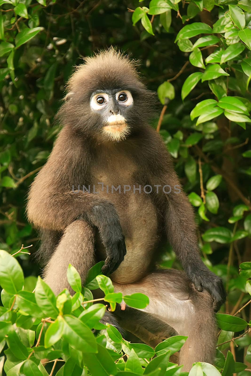 Spectacled langur sitting in a tree, Wua Talap island, Ang Thong National Marine Park, Thailand