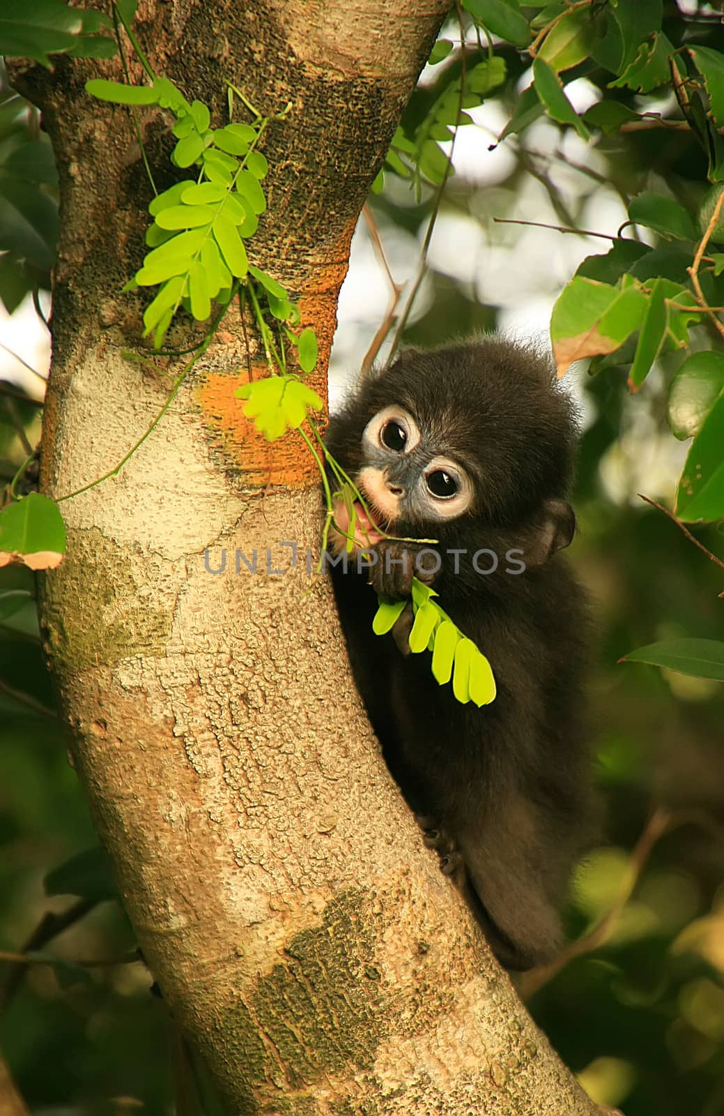 Young Spectacled langur sitting in a tree, Ang Thong National Ma by donya_nedomam