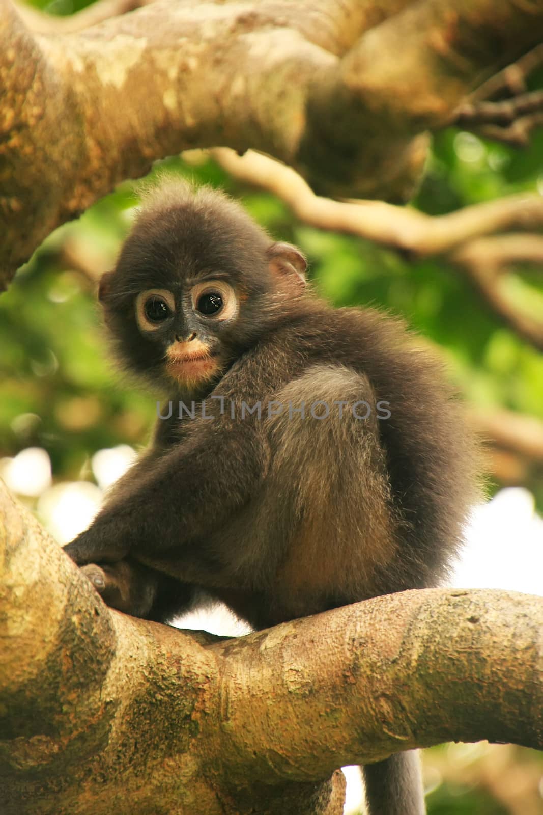 Young Spectacled langur sitting in a tree, Wua Talap island, Ang Thong National Marine Park, Thailand