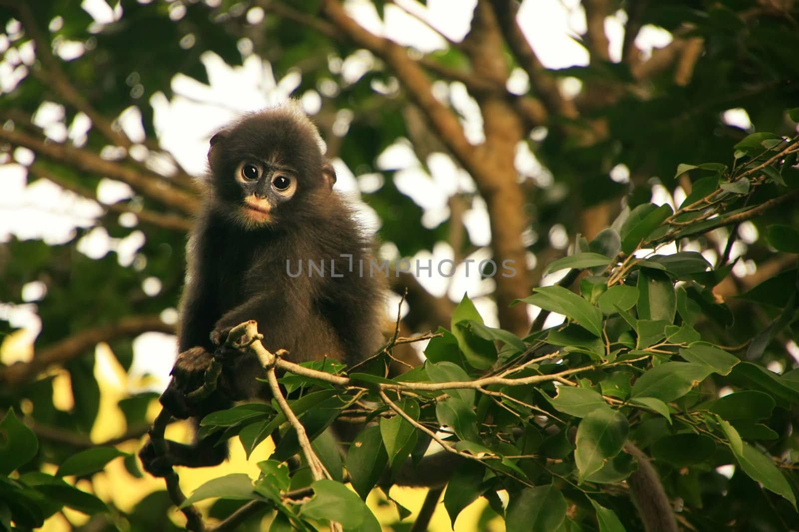 Young Spectacled langur sitting in a tree, Wua Talap island, Ang Thong National Marine Park, Thailand