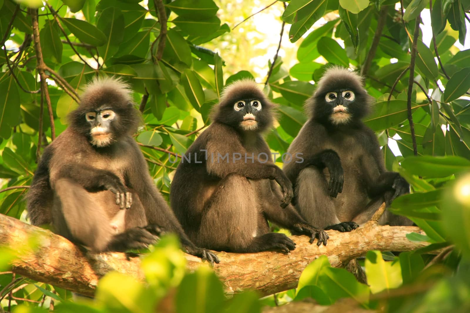 Spectacled langurs sitting in a tree, Ang Thong National Marine  by donya_nedomam