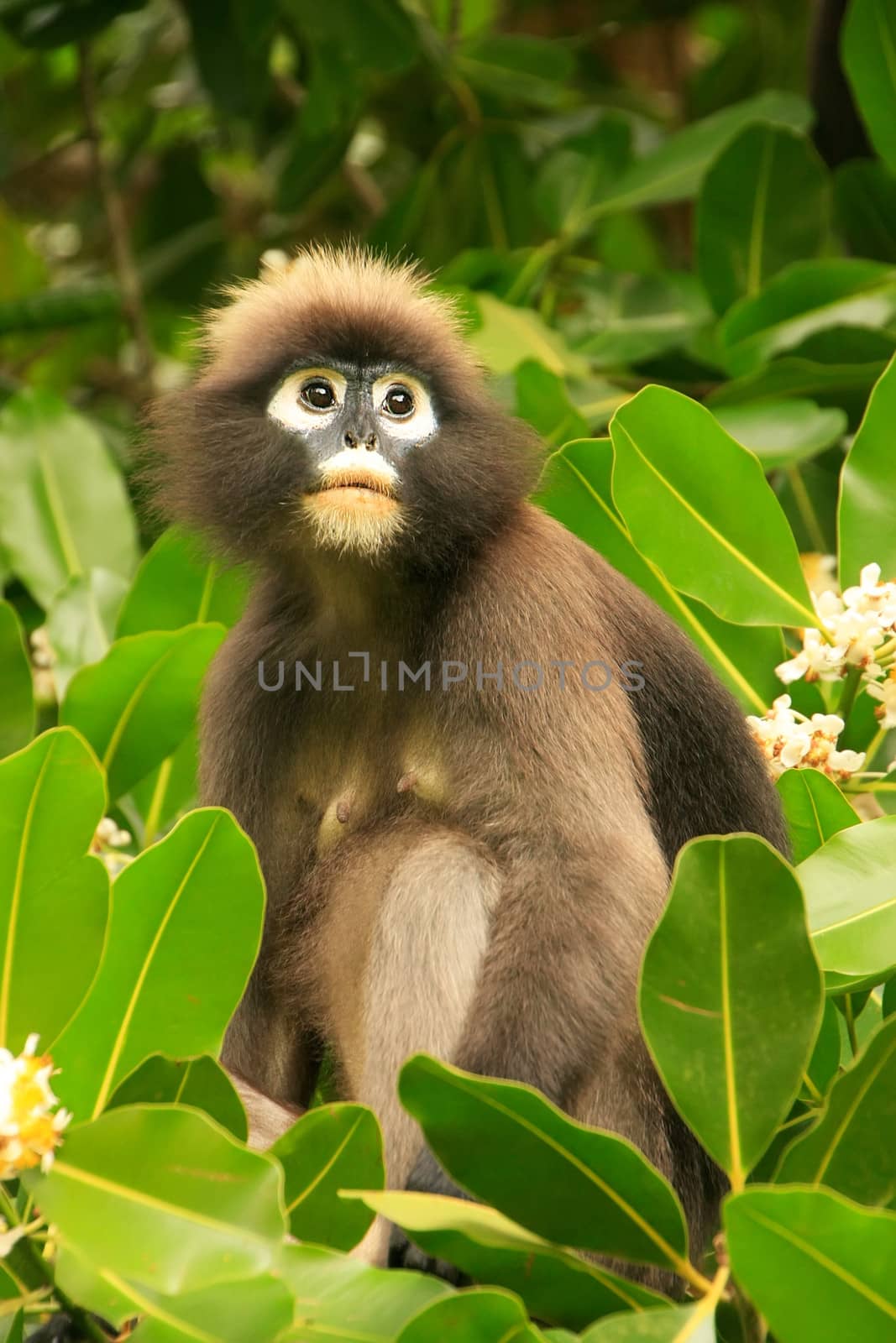 Spectacled langur sitting in a tree, Wua Talap island, Ang Thong National Marine Park, Thailand