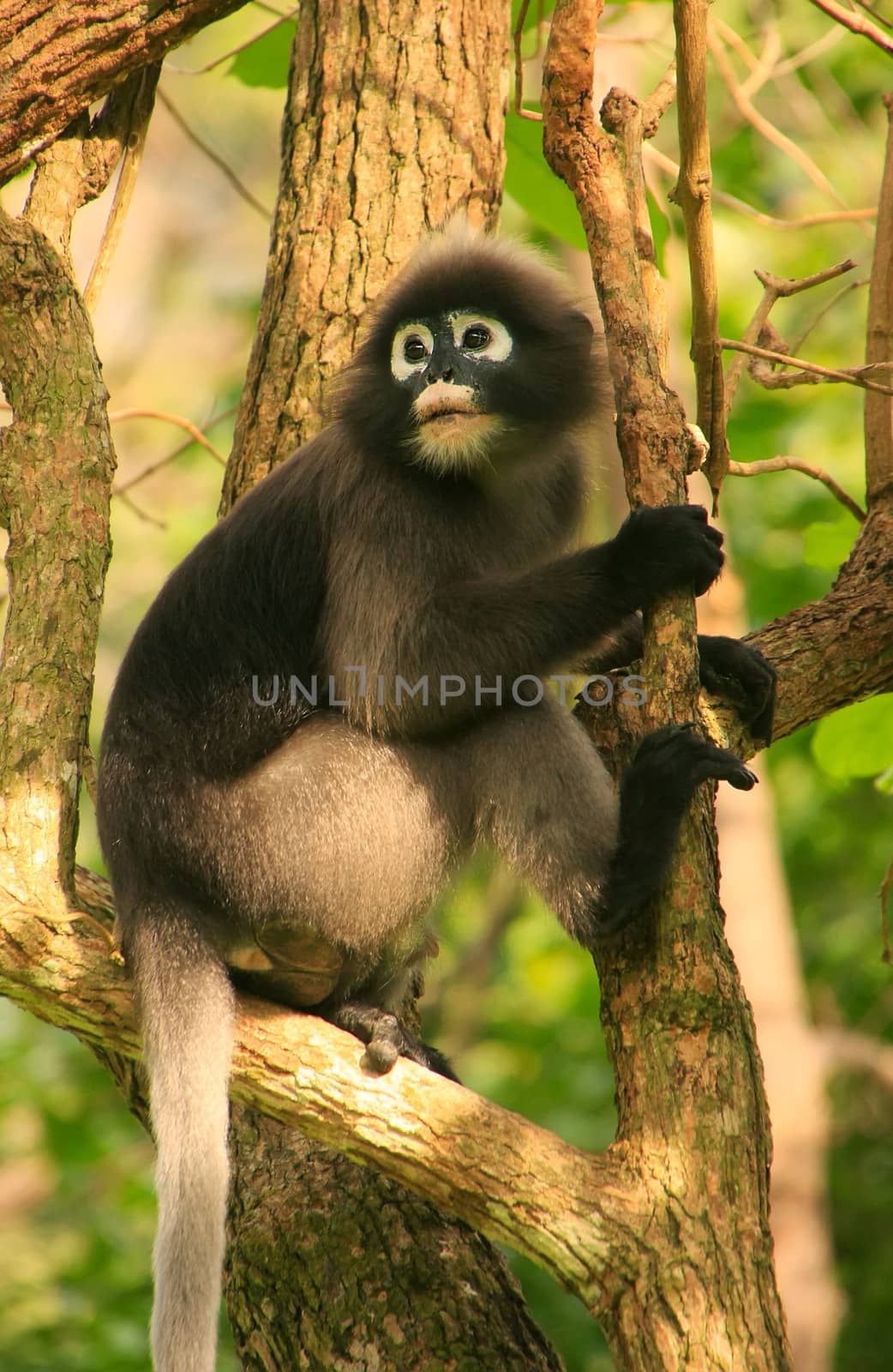 Spectacled langur sitting in a tree, Ang Thong National Marine P by donya_nedomam