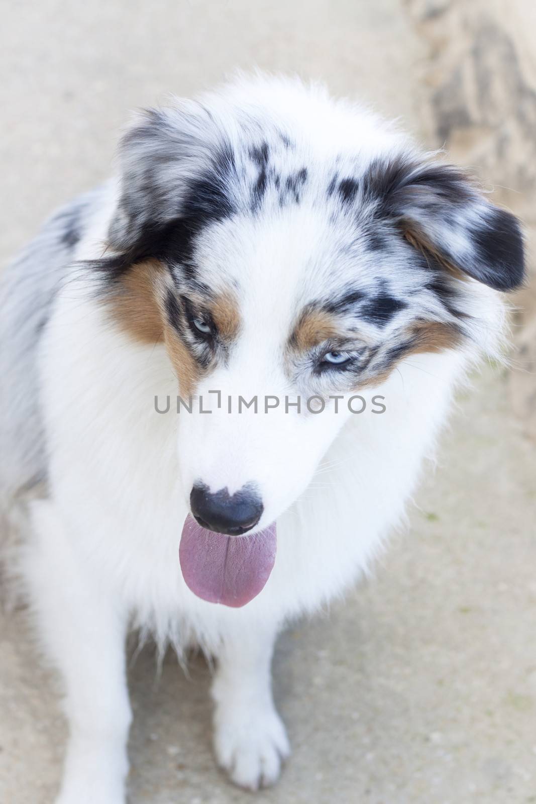 Australian sheepdog with clear blue eyes, Soft blur
