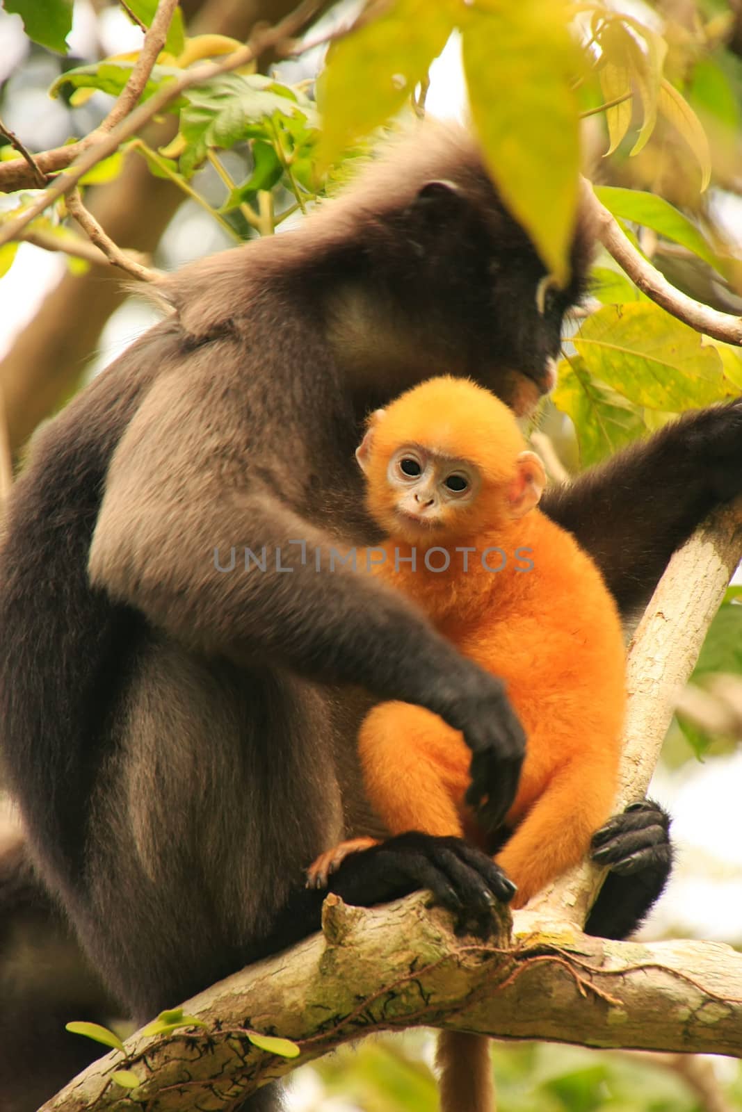 Spectacled langur sitting in a tree with a baby, Wua Talap island, Ang Thong National Marine Park, Thailand