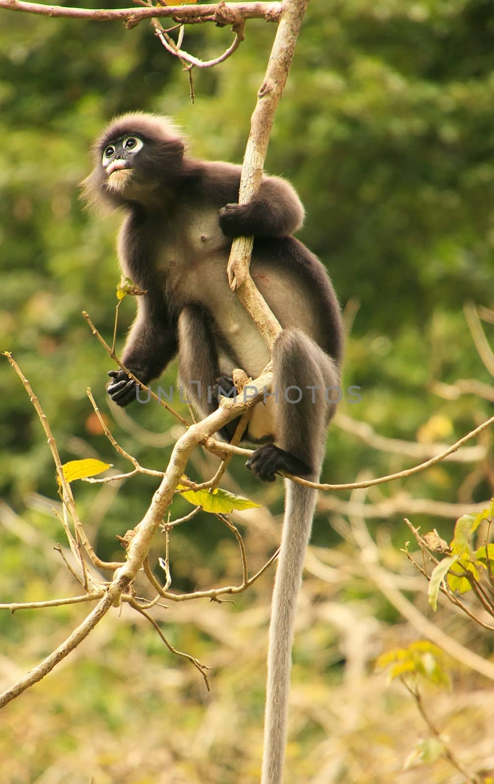 Spectacled langur sitting in a tree, Ang Thong National Marine P by donya_nedomam
