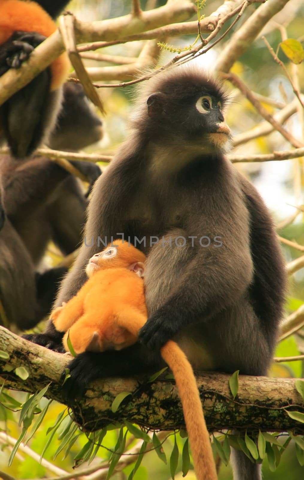 Spectacled langur sitting in a tree with a baby, Ang Thong Natio by donya_nedomam