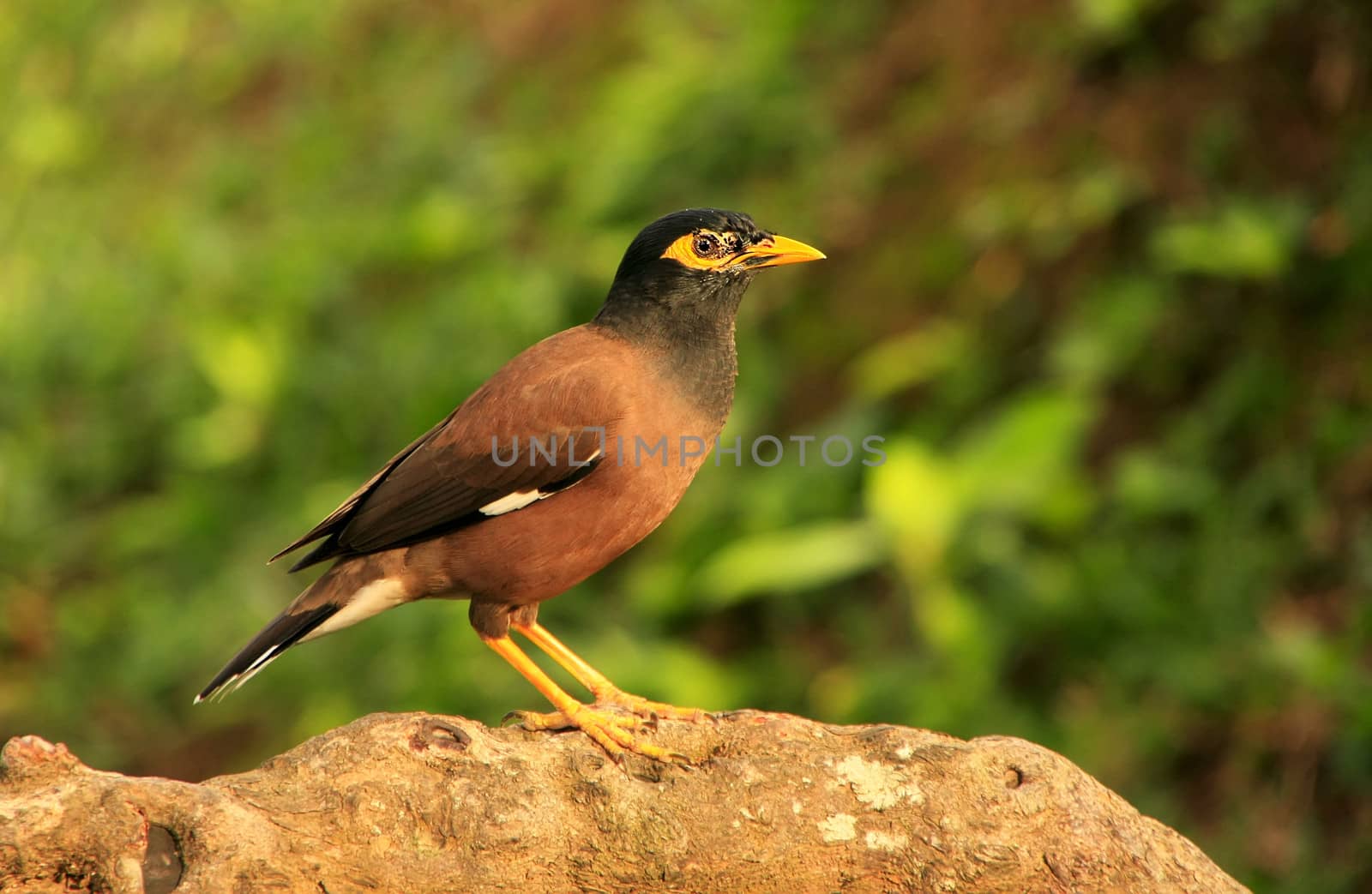 Myna sitting on a rock, Ang Thong National Marine Park, Thailand by donya_nedomam