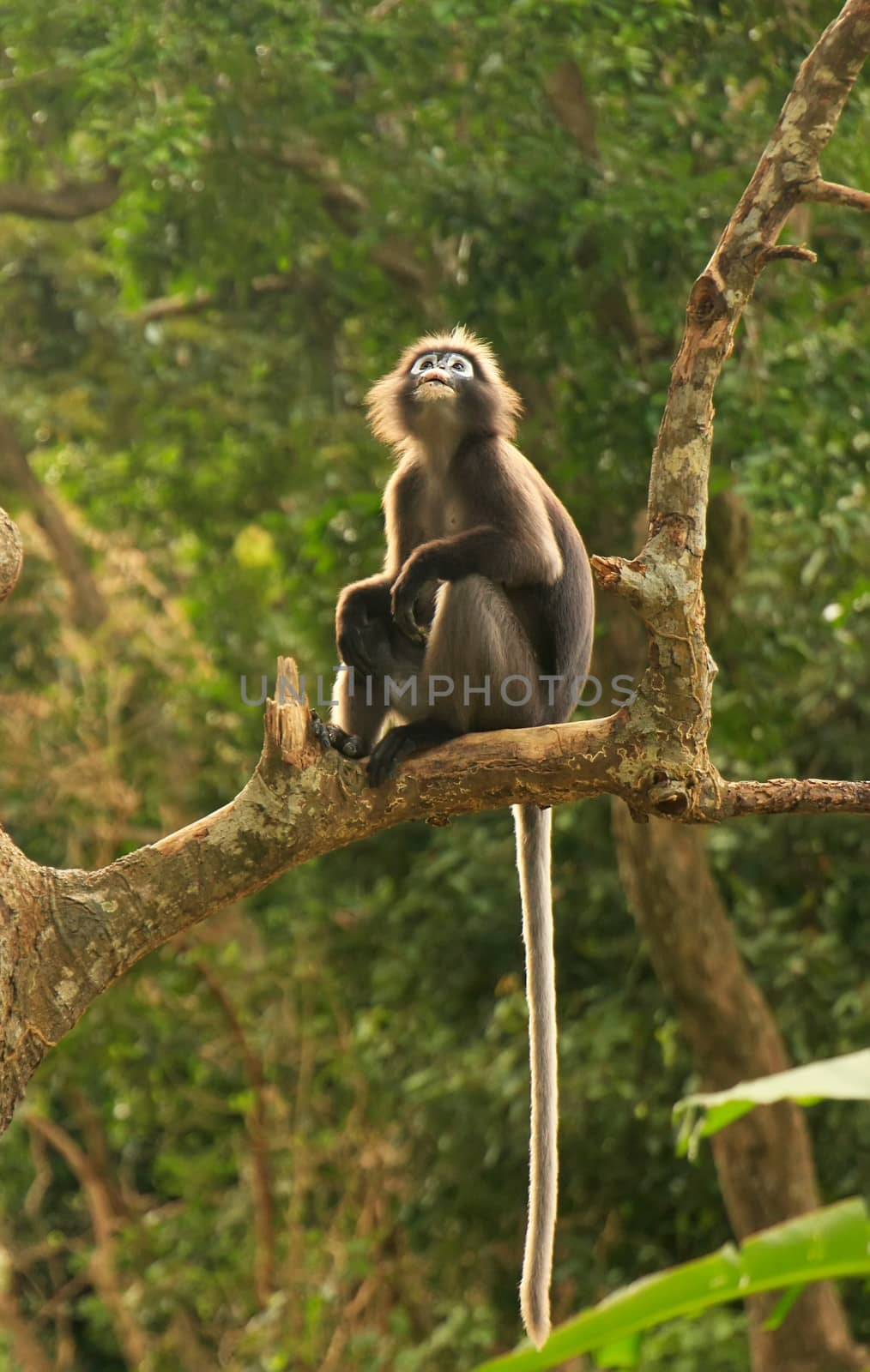 Spectacled langur sitting in a tree, Ang Thong National Marine P by donya_nedomam