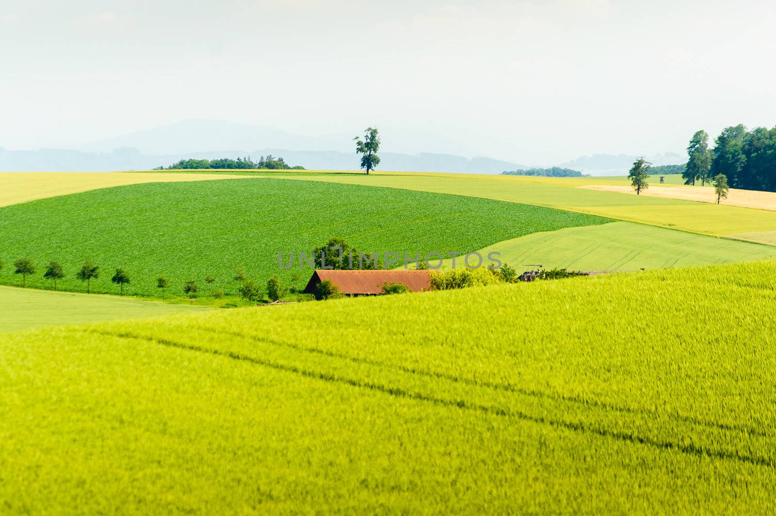 rural summer landscape with green corn field and a farm