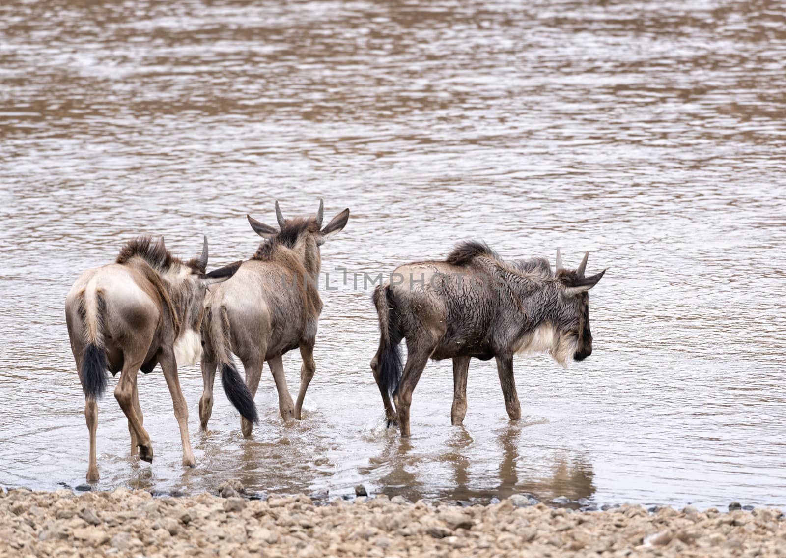 three  white bearded wildebeest (Connochaetes tuarinus mearnsi) enter dangerous water of Mara River to cross and join main herd on other bank, Masai Mara National rRserve Kenya 