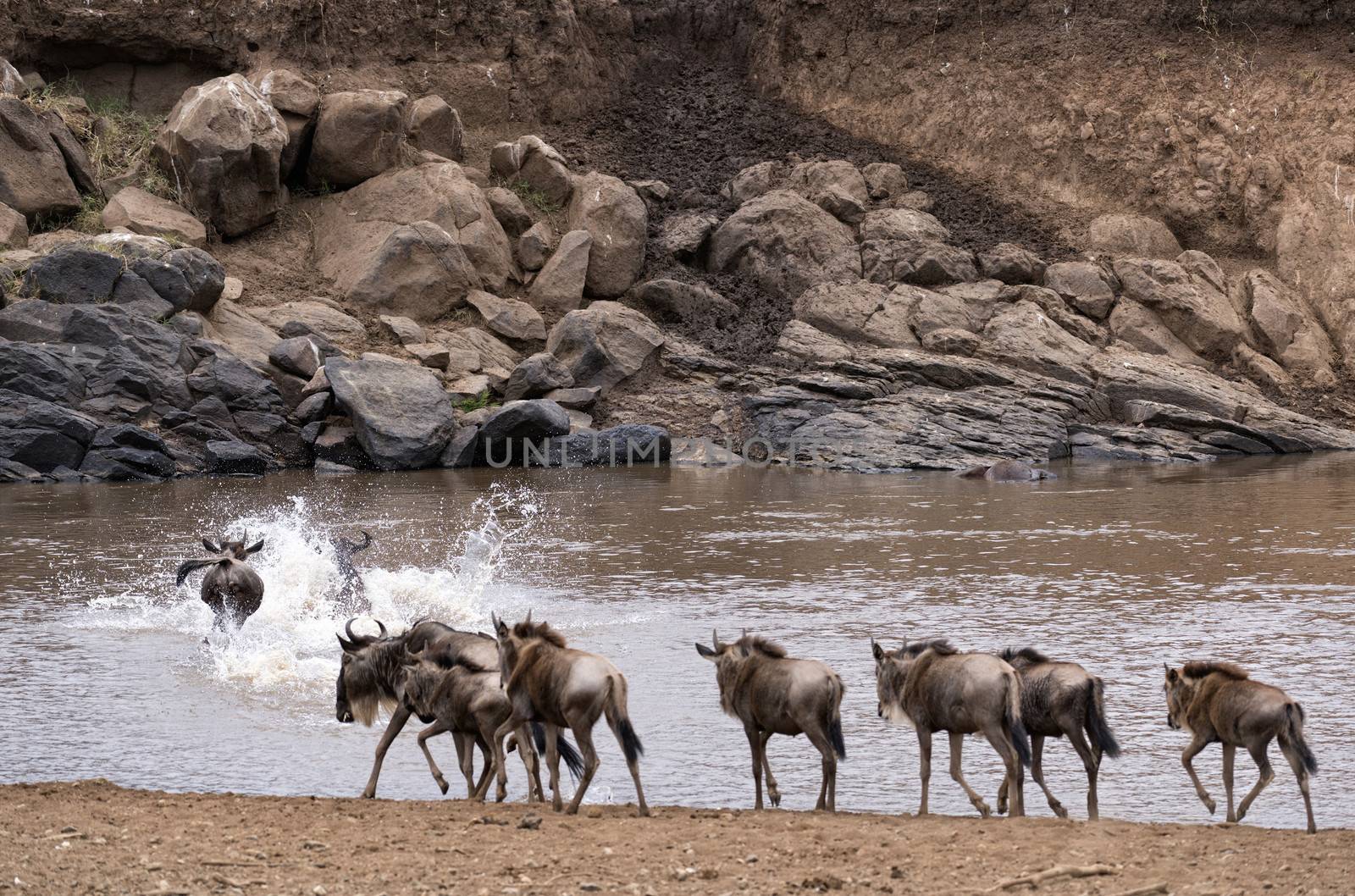 Small herd of white bearded wildebeest (Connochaetes tuarinus mearnsi) crossing Mara River during annual migration from  Serengeti National Park in Tanzania to   Maasai Mara National Reserve, Kenya 