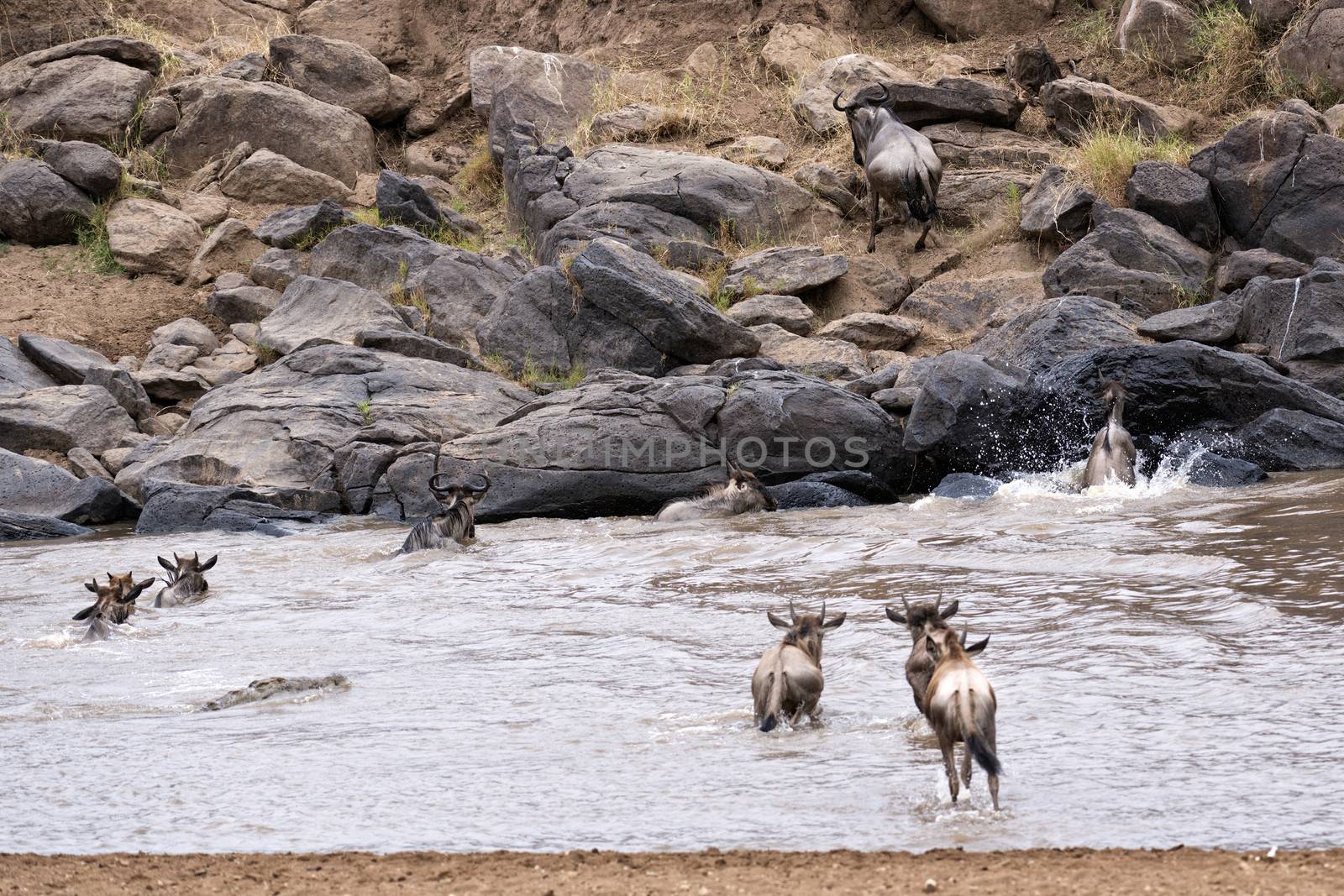 herd of white bearded wildebeest (Connochaetes tuarinus mearnsi) crossing Mara River during annual migration from  Serengeti National Park in Tanzania and large crocodile hunting on them ,  Maasai Mara National Reserve, Kenya 