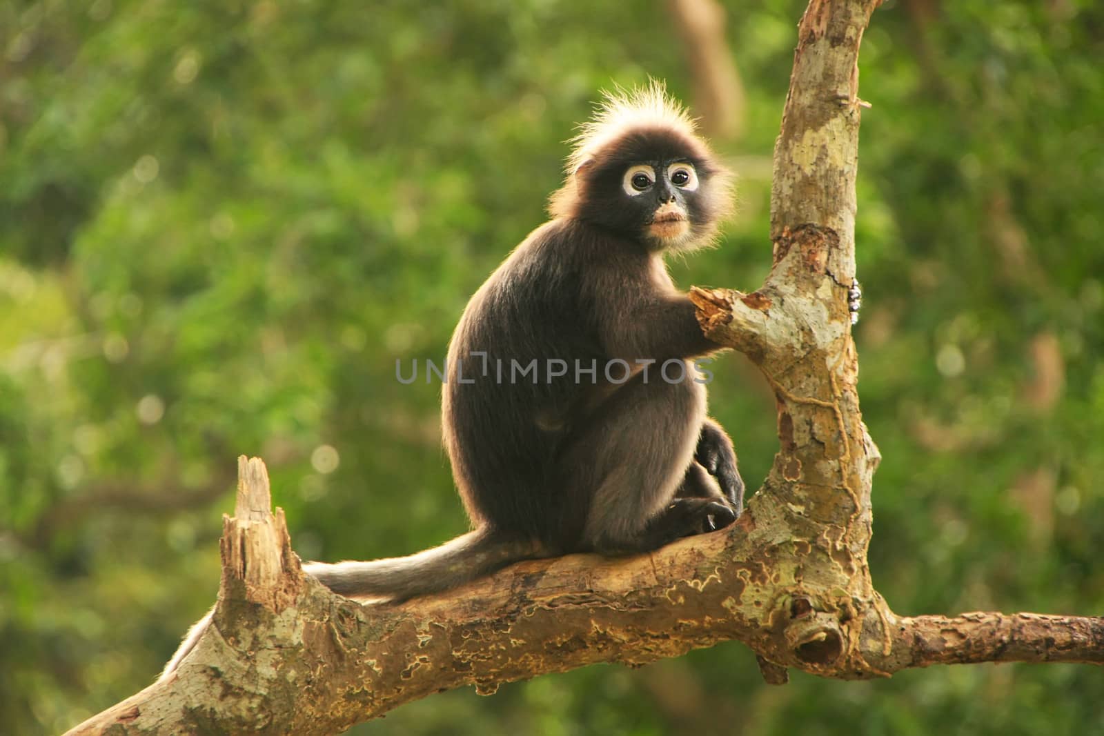 Spectacled langur sitting in a tree, Ang Thong National Marine P by donya_nedomam