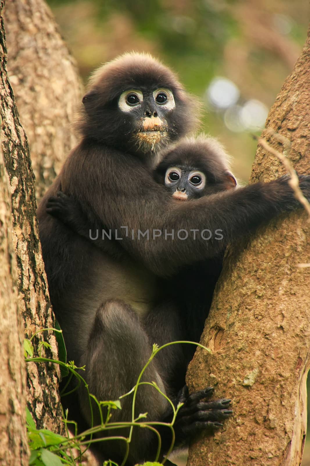 Spectacled langur sitting in a tree with a baby, Wua Talap island, Ang Thong National Marine Park, Thailand