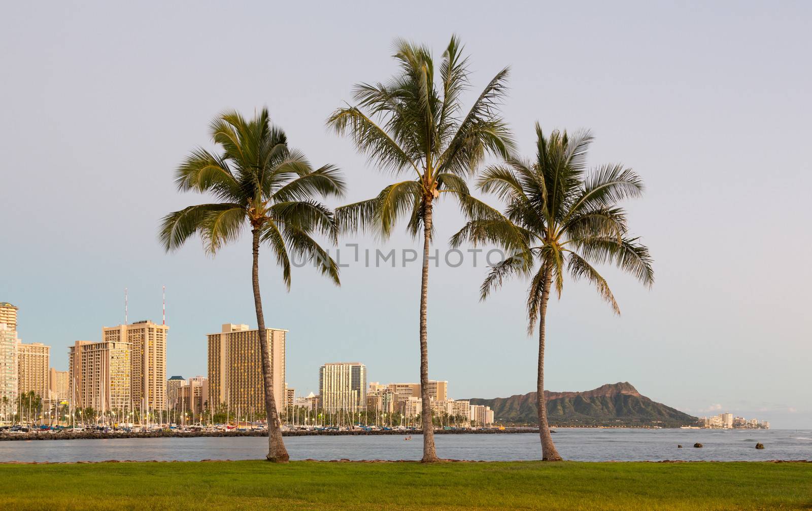 Panorama of the skyline of Honolulu and Waikiki from Ala Moana park as the sun sets with three palm trees framing the scene