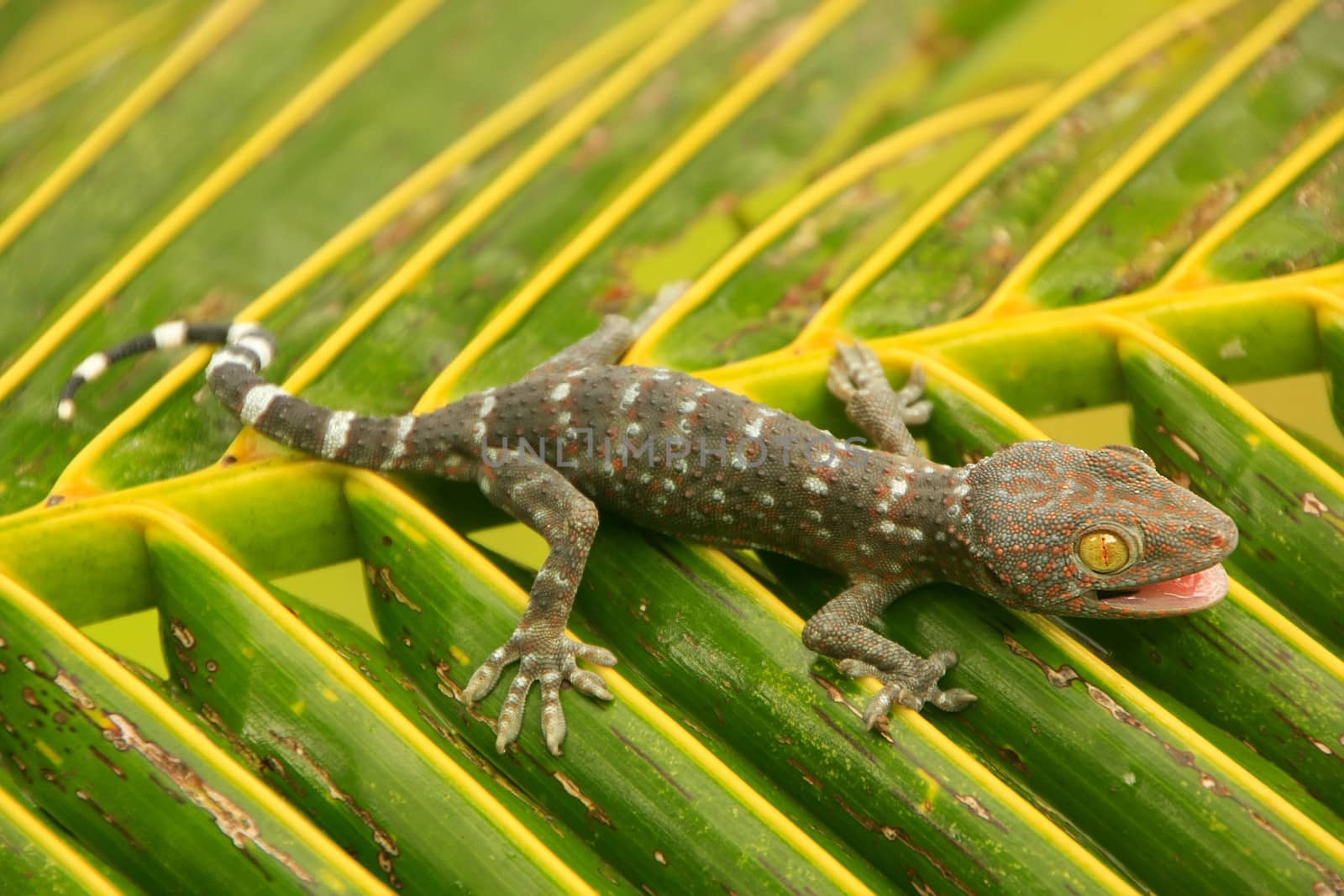 Young tokay gecko on a palm tree leaf, Ang Thong National Marine by donya_nedomam