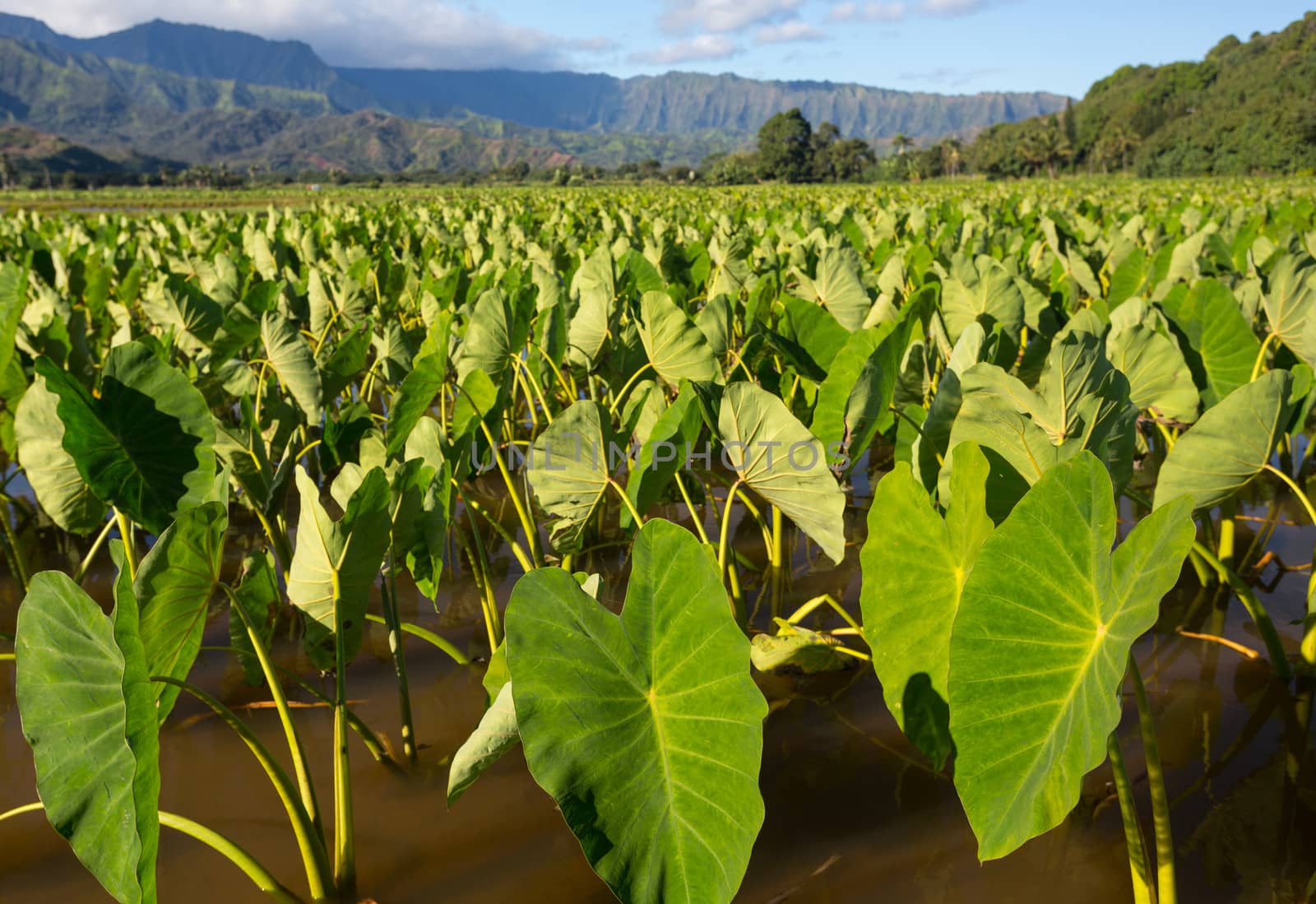 Hanalei Valley on island of Kauai with focus on Taro plants with Na Pali mountain range in the background
